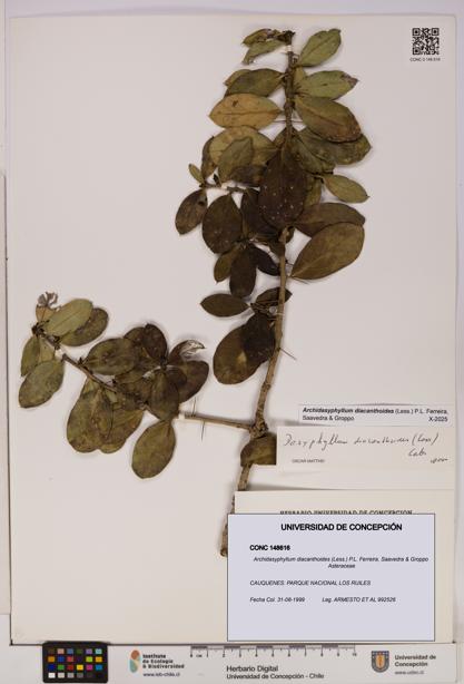Archidasyphyllum diacanthoides [Espécimen: UDEC:CONC:0148616]