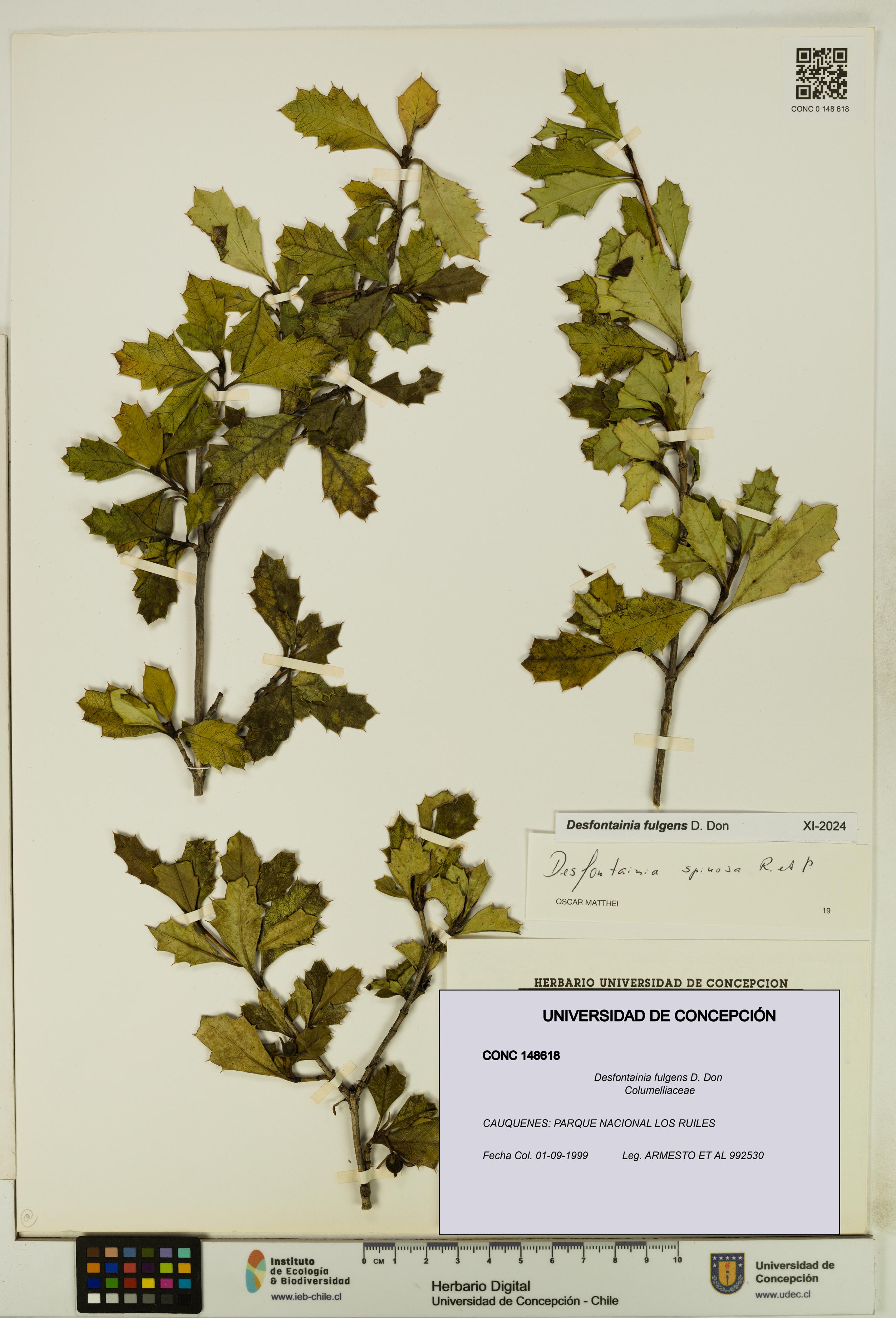 Desfontainia fulgens [Espécimen: UDEC:CONC:0148618]
