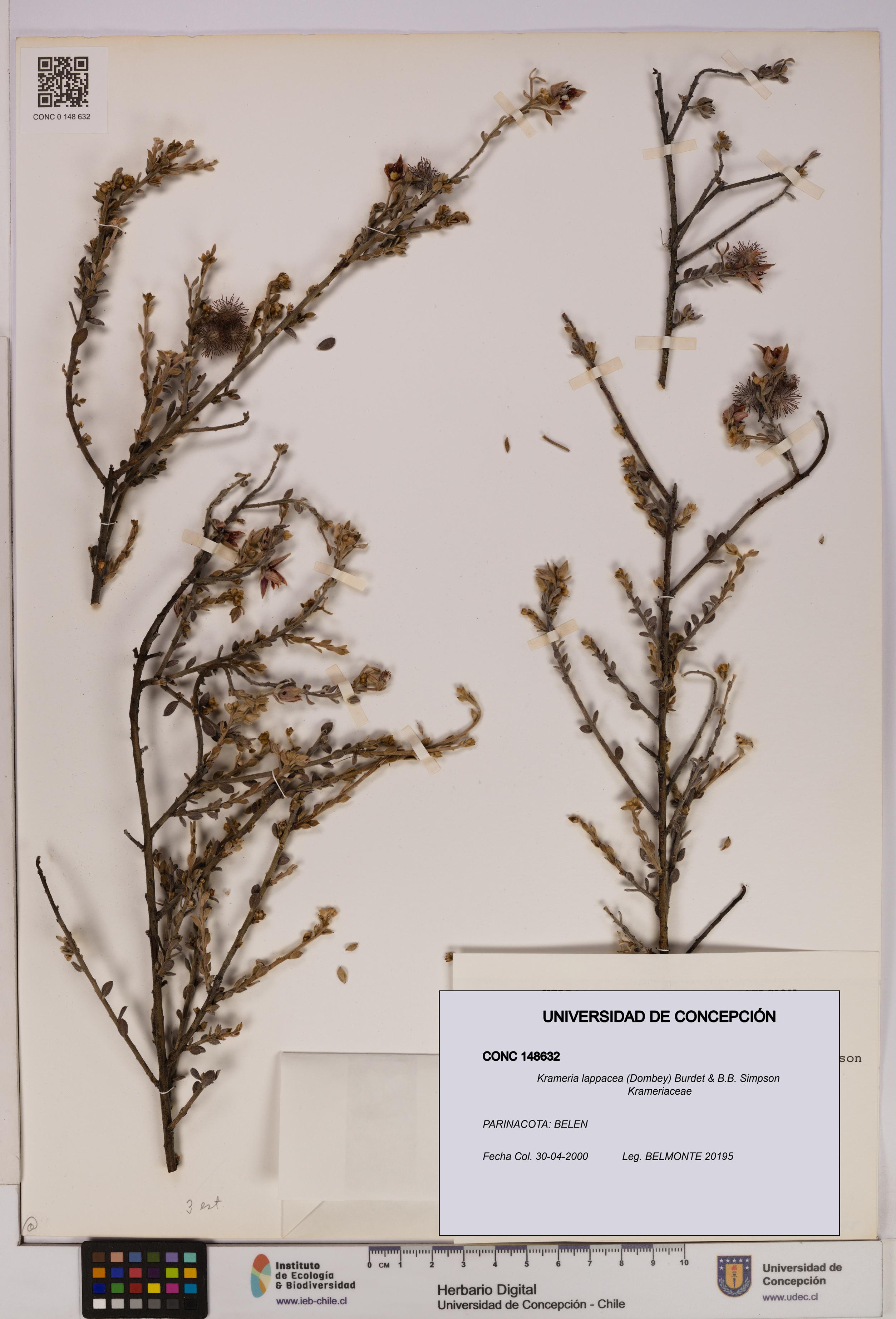 Krameria lappacea [Espécimen: UDEC:CONC:0148632]