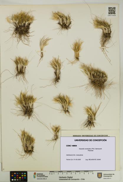 Nassella nardoides [Espécimen: UDEC:CONC:0148634]