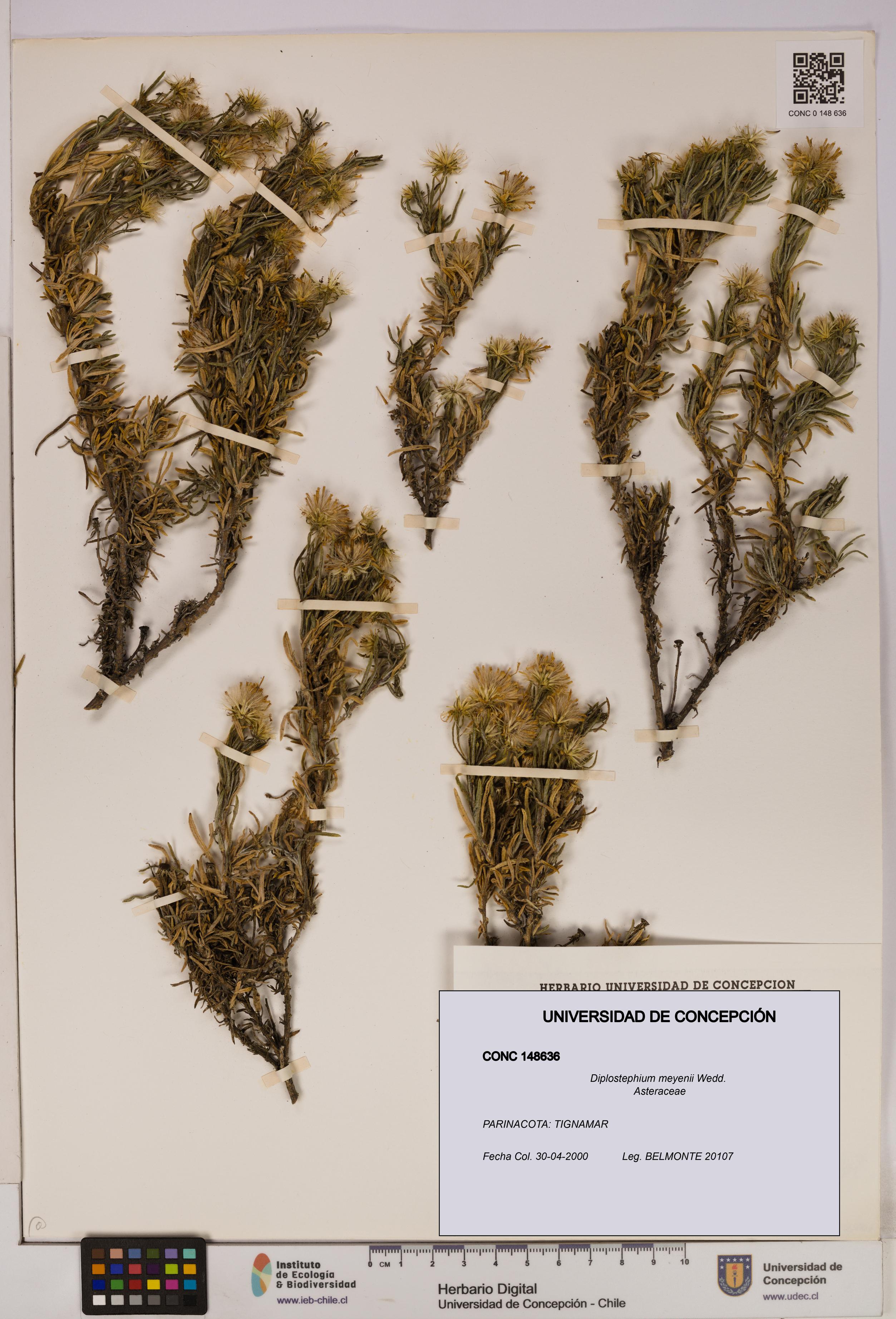 Diplostephium meyenii [Espécimen: UDEC:CONC:0148636]