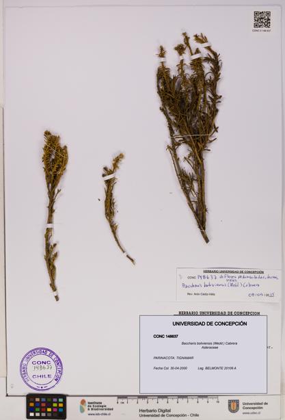Baccharis boliviensis [Espécimen: UDEC:CONC:0148637]