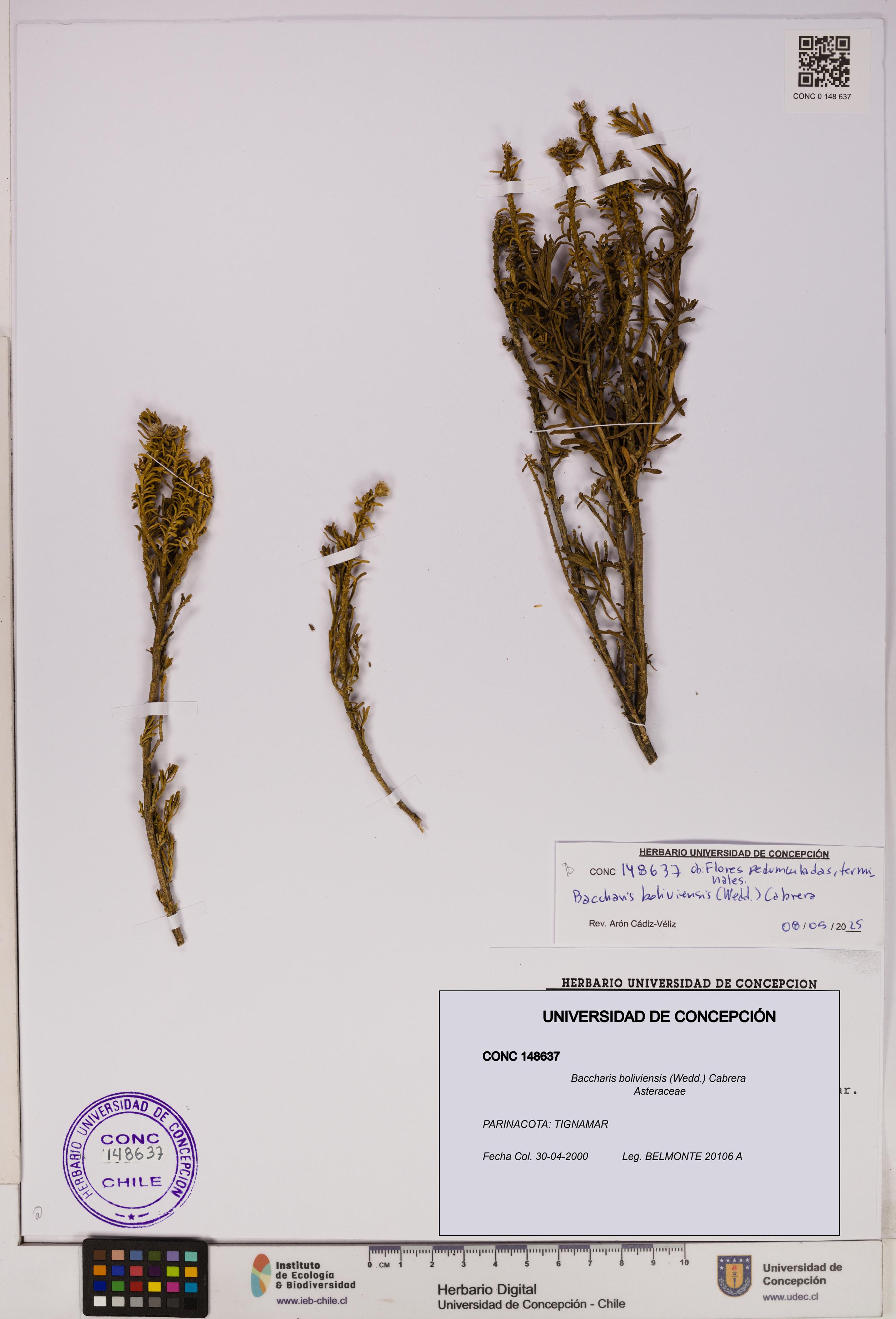 Baccharis boliviensis [Espécimen: UDEC:CONC:0148637]