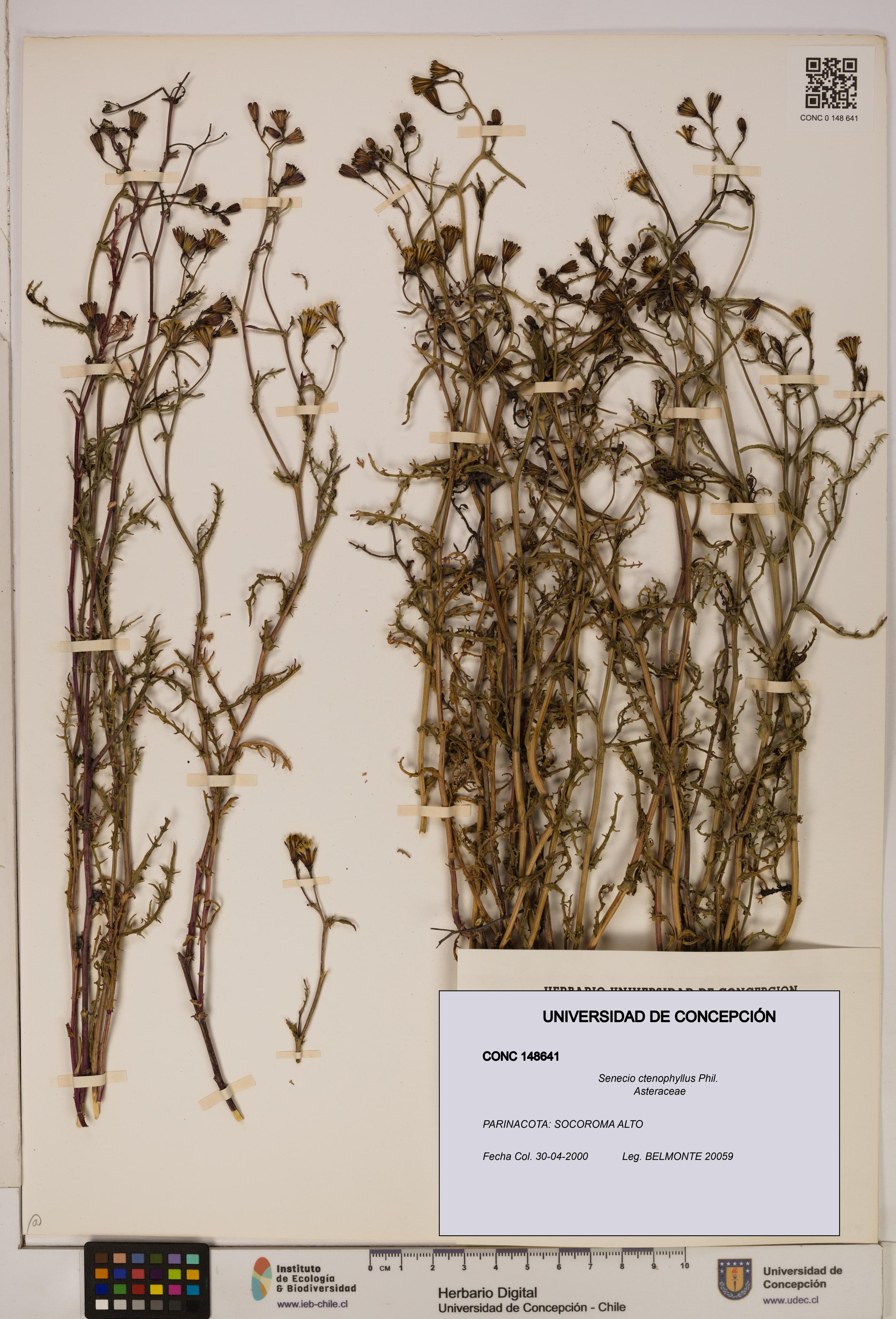 Senecio ctenophyllus [Espécimen: UDEC:CONC:0148641]