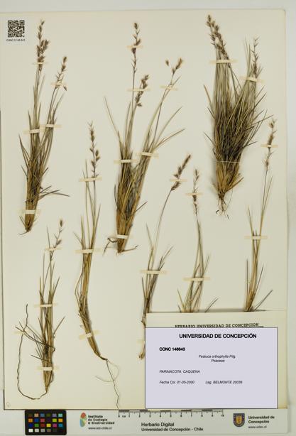 Festuca orthophylla [Espécimen: UDEC:CONC:0148643]