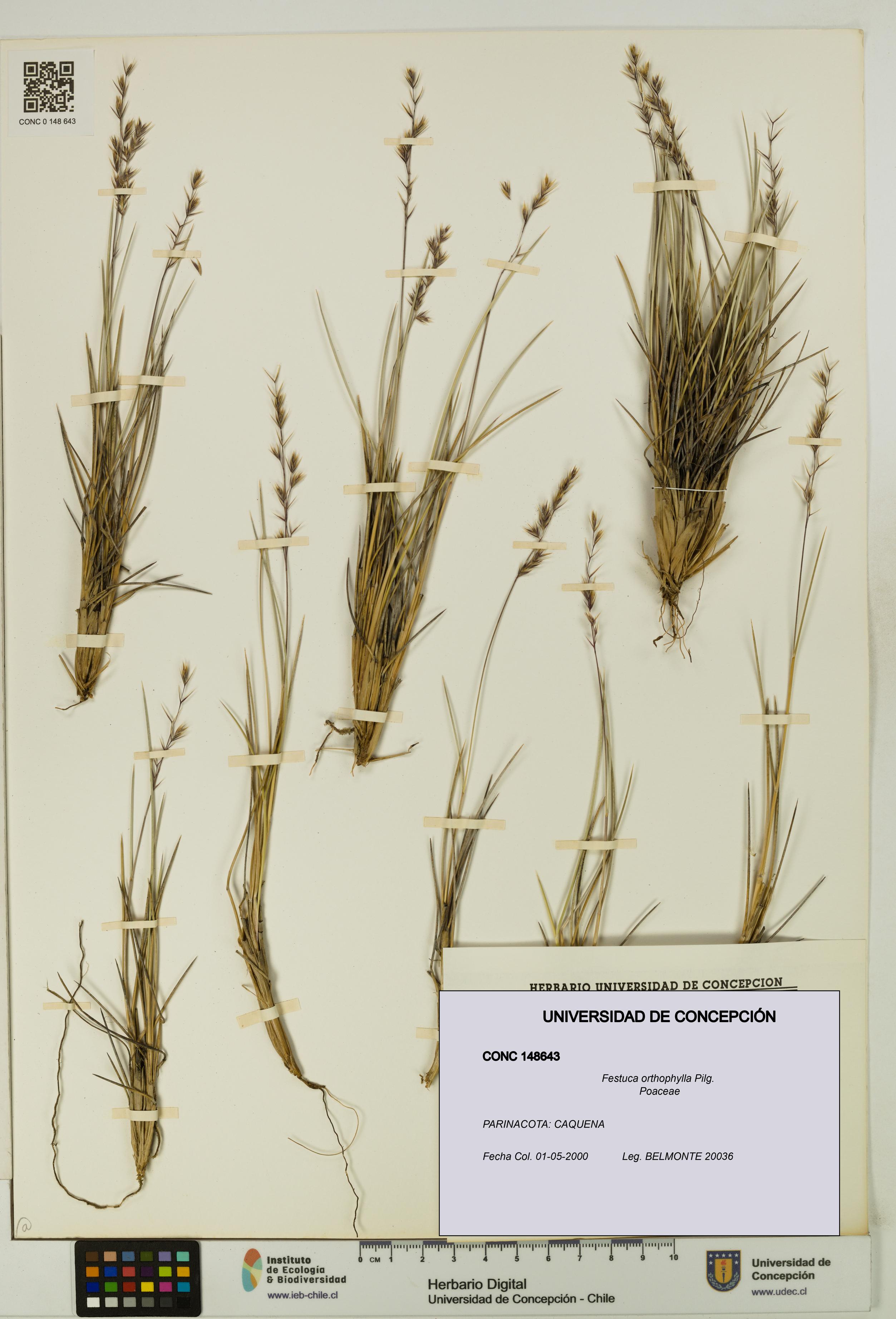 Festuca orthophylla [Espécimen: UDEC:CONC:0148643]