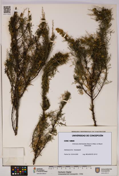 Ambrosia artemisioides [Espécimen: UDEC:CONC:0148645]