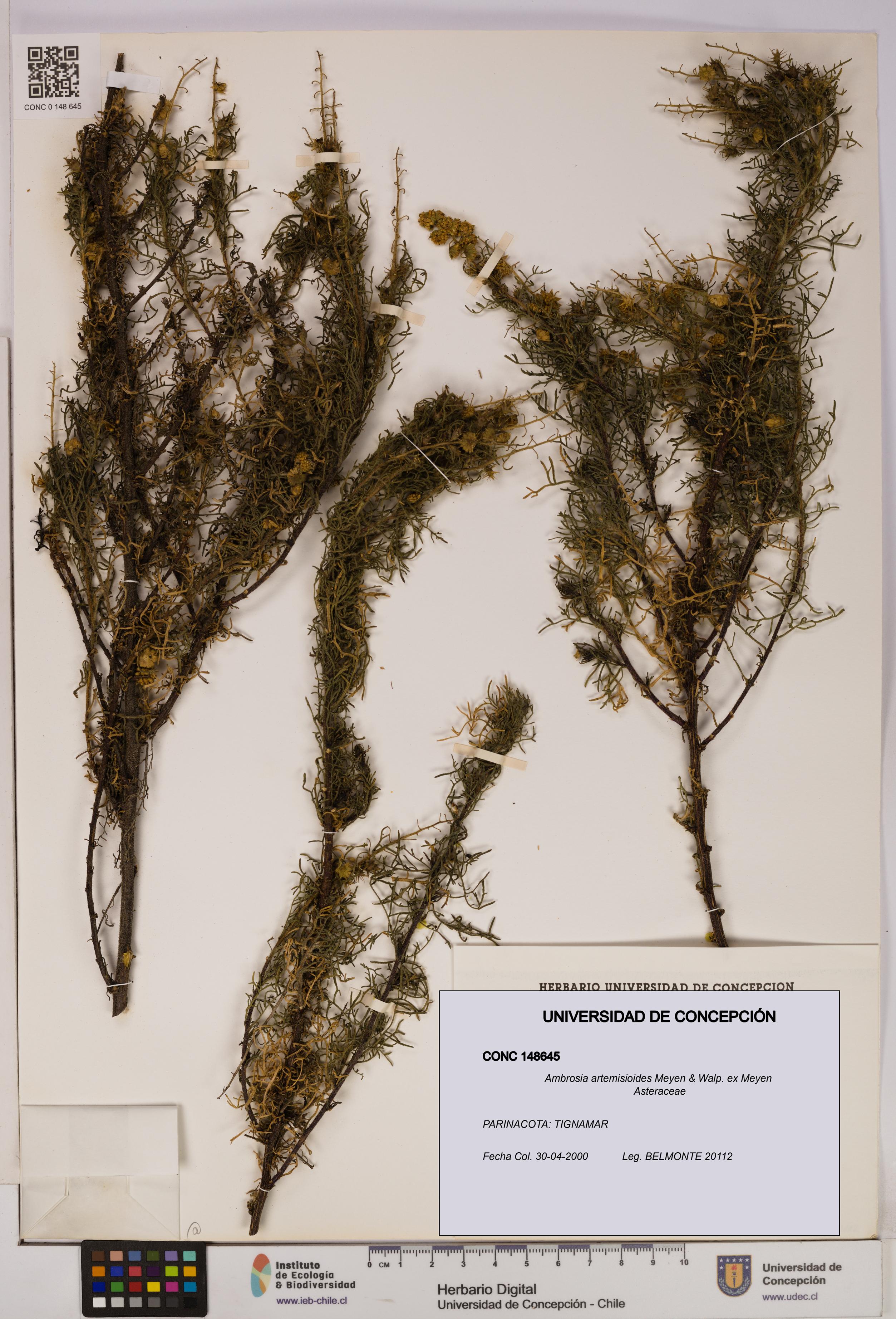 Ambrosia artemisioides [Espécimen: UDEC:CONC:0148645]