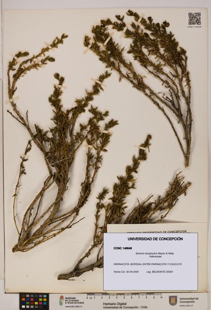 Senecio dryophyllus [Espécimen: UDEC:CONC:0148648]