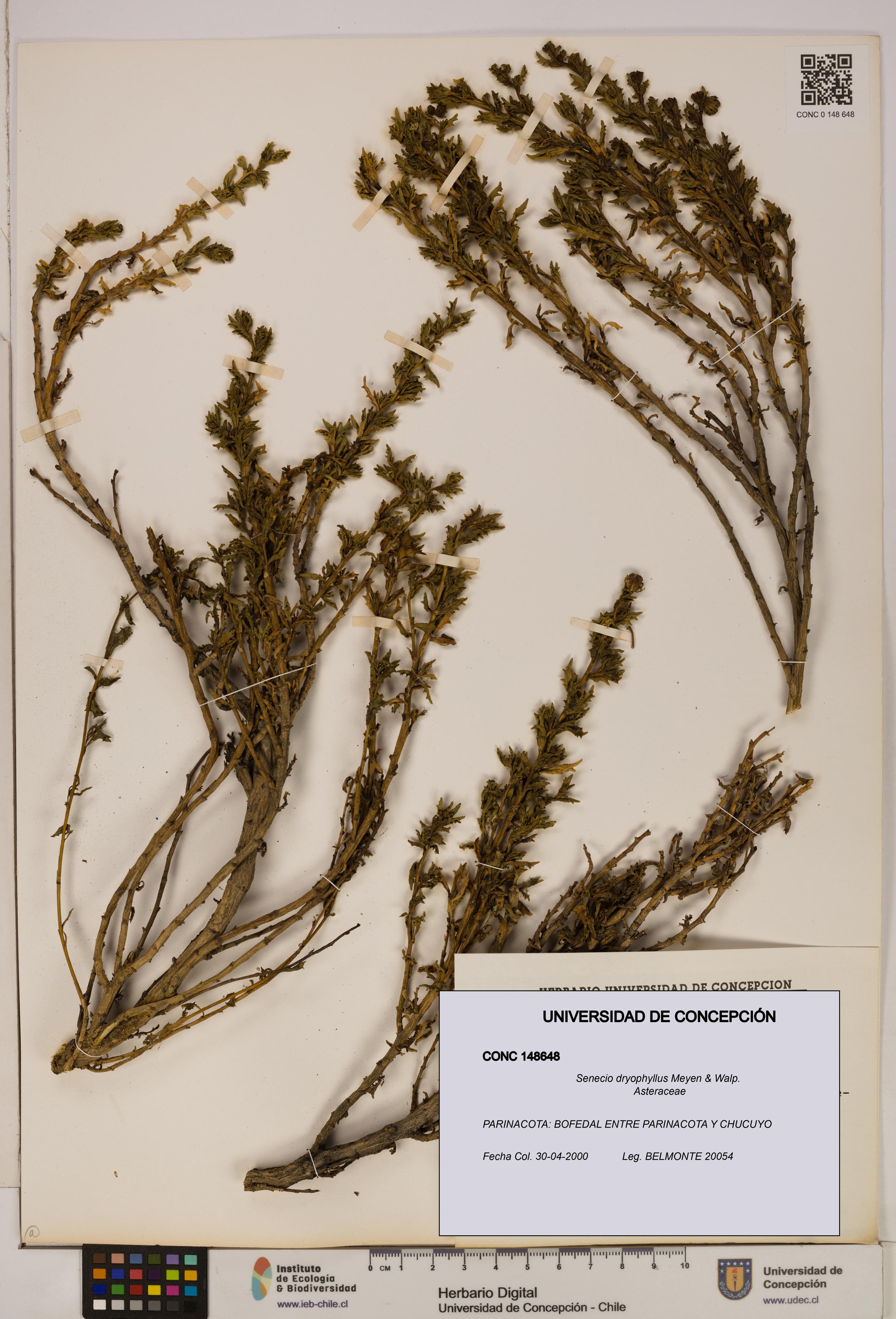 Senecio dryophyllus [Espécimen: UDEC:CONC:0148648]