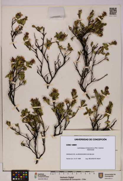 Lophopappus tarapacanus [Espécimen: UDEC:CONC:0148651]