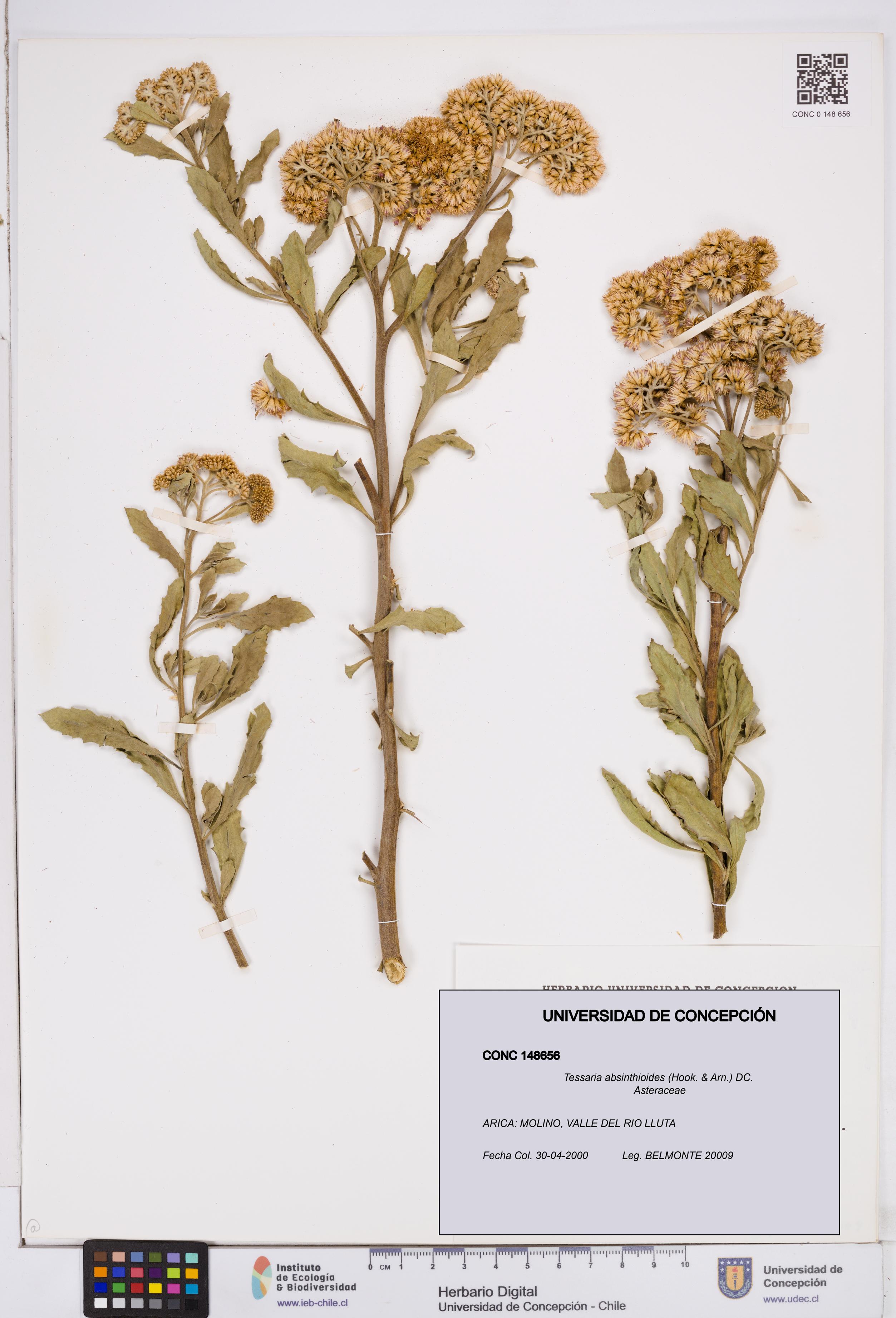 Tessaria absinthioides [Espécimen: ]