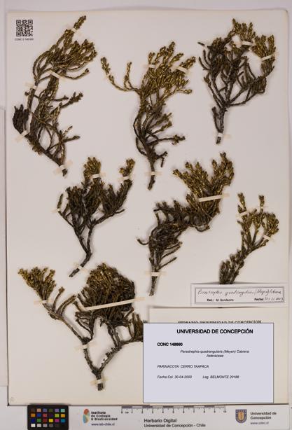 Parastrephia quadrangularis [Espécimen: UDEC:CONC:0148660]