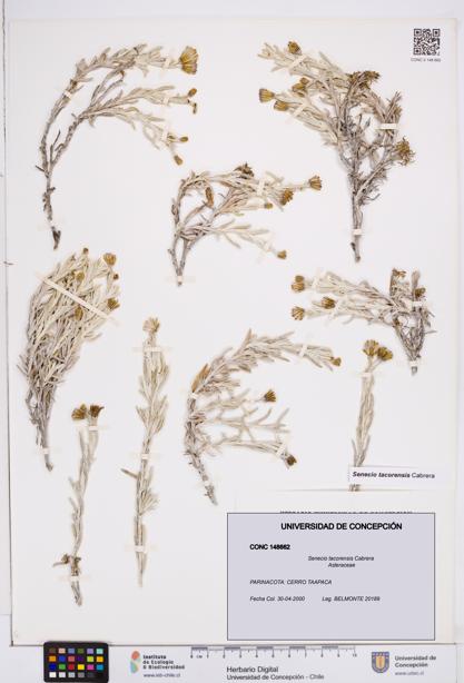 Senecio tacorensis [Espécimen: ]