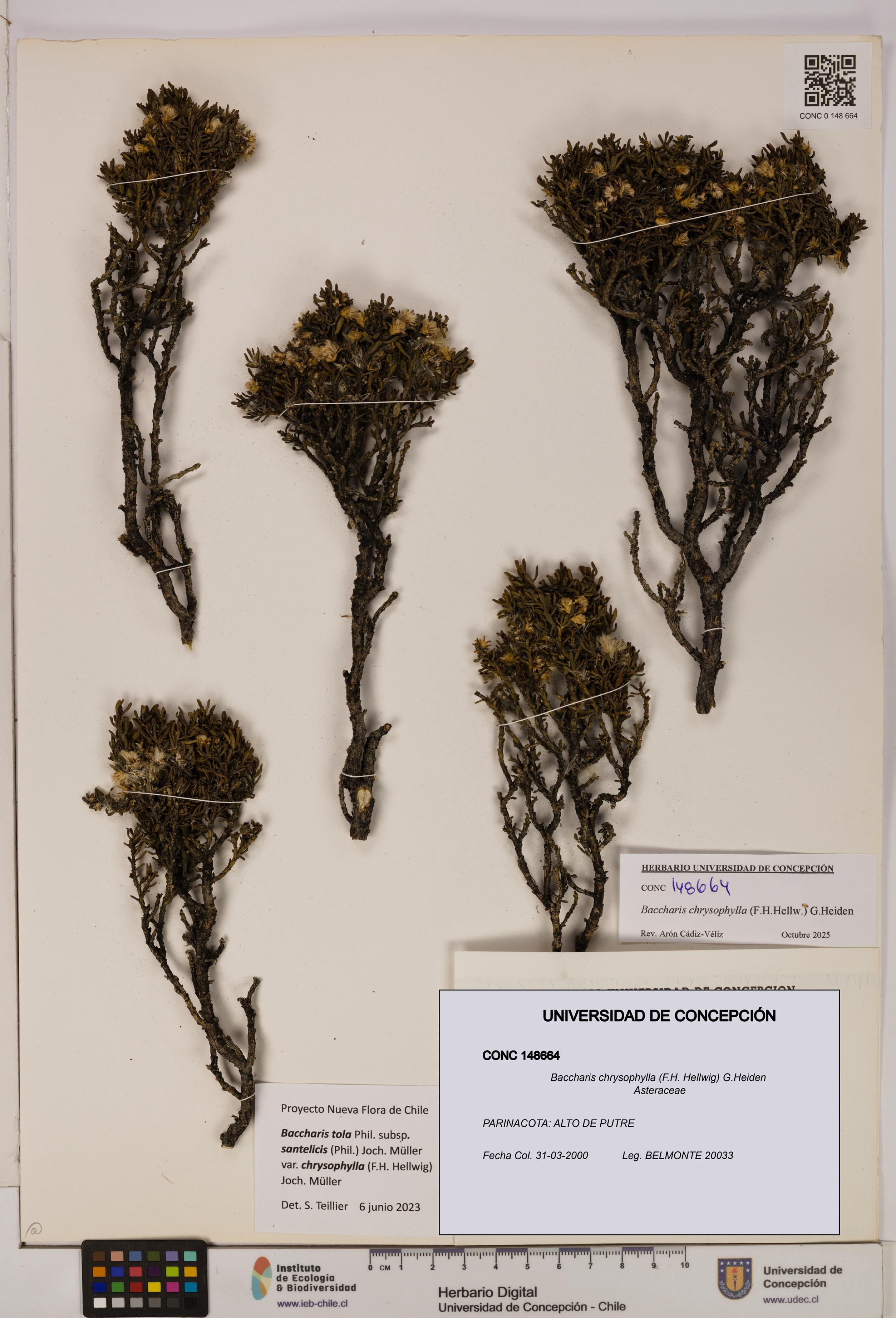 Baccharis chrysophylla [Espécimen: UDEC:CONC:0148664]