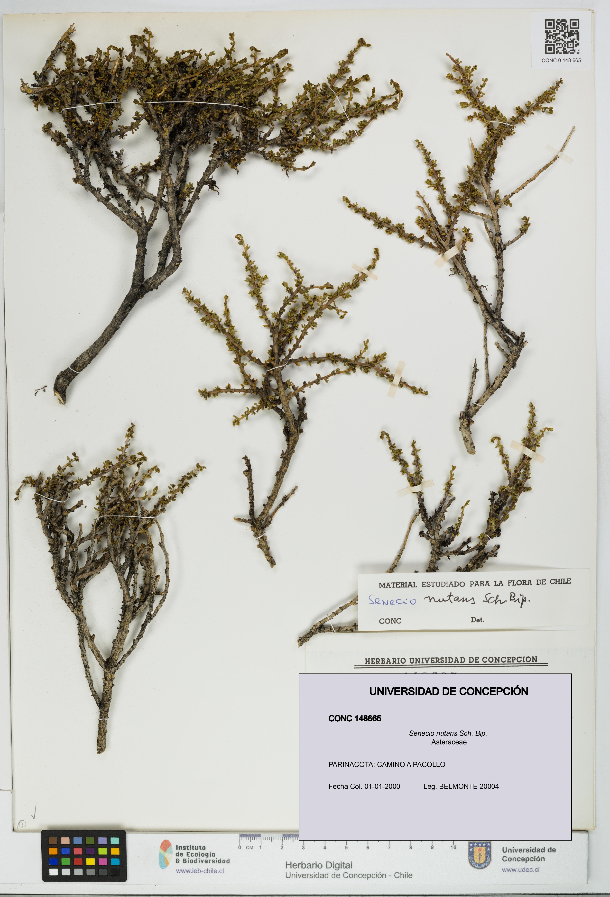 Senecio nutans [Espécimen: UDEC:CONC:0148665]