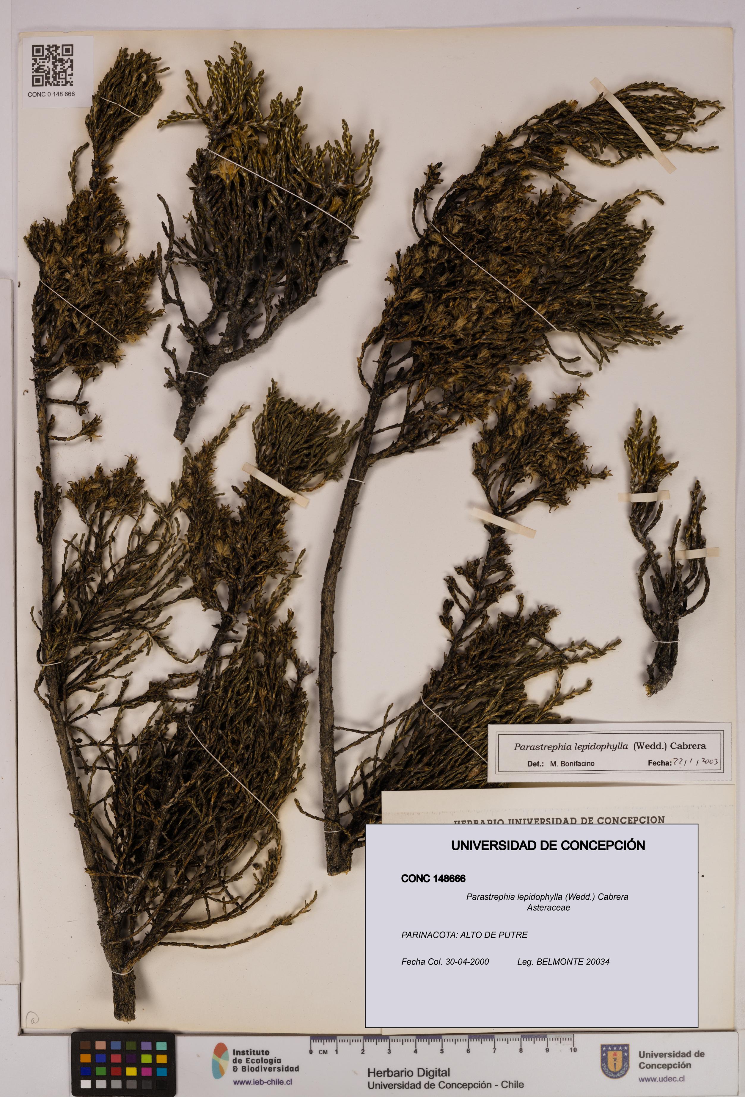 Parastrephia lepidophylla [Espécimen: UDEC:CONC:0148666]