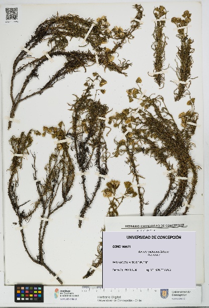 Senecio reicheanus [Espécimen: UDEC:CONC:0148671]
