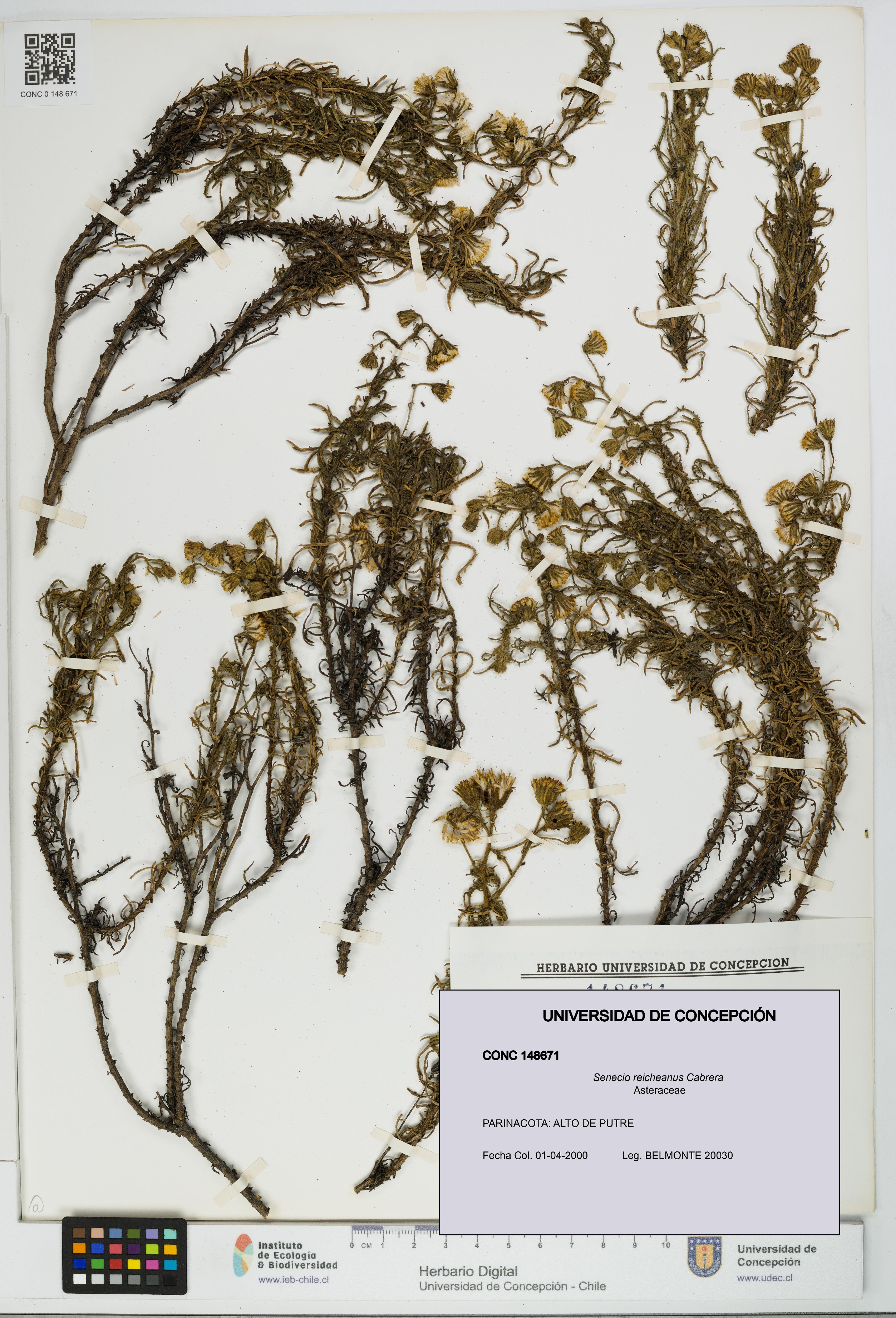 Senecio reicheanus [Espécimen: UDEC:CONC:0148671]