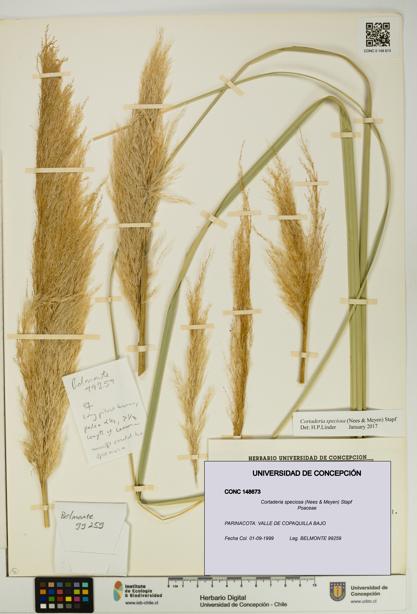 Cortaderia speciosa [Espécimen: UDEC:CONC:0148673]