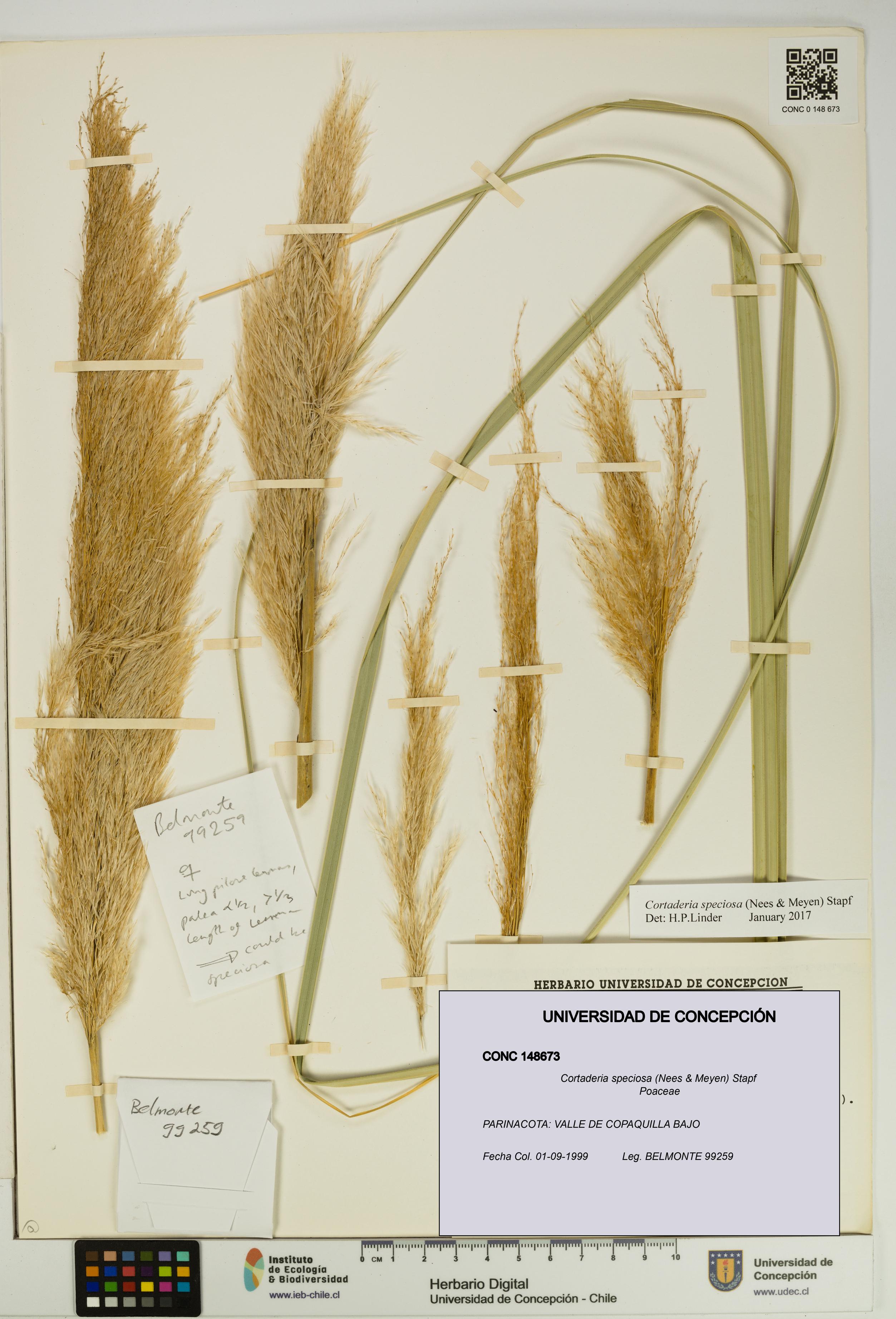 Cortaderia speciosa [Espécimen: UDEC:CONC:0148673]