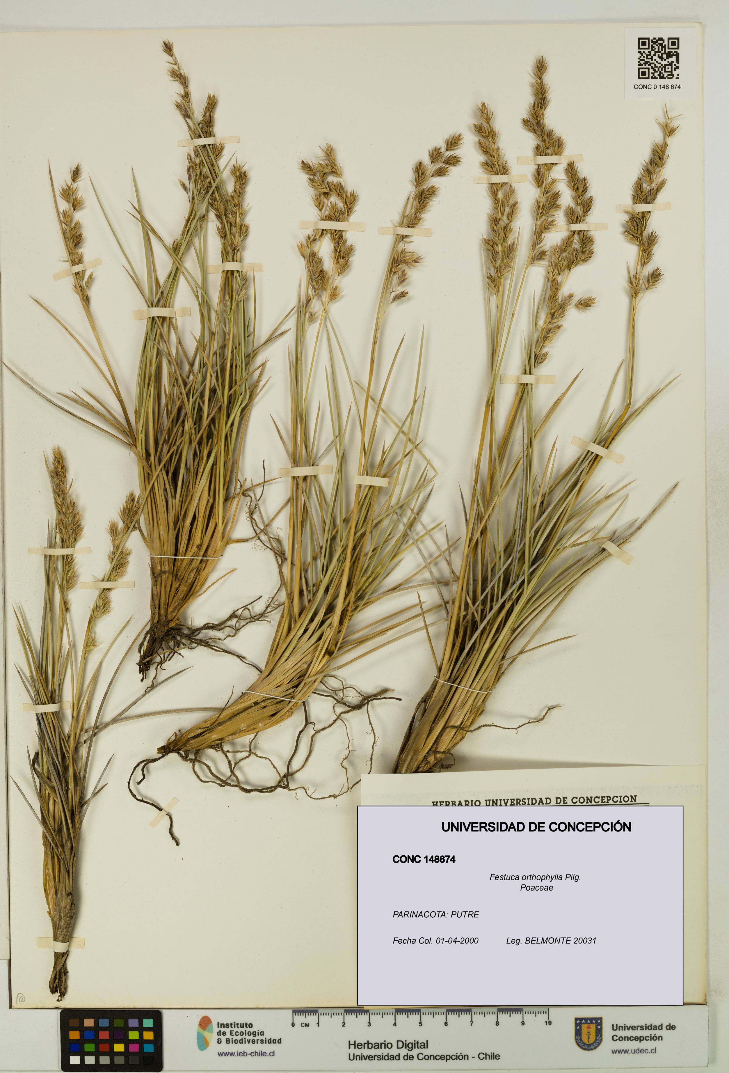 Festuca orthophylla [Espécimen: UDEC:CONC:0148674]