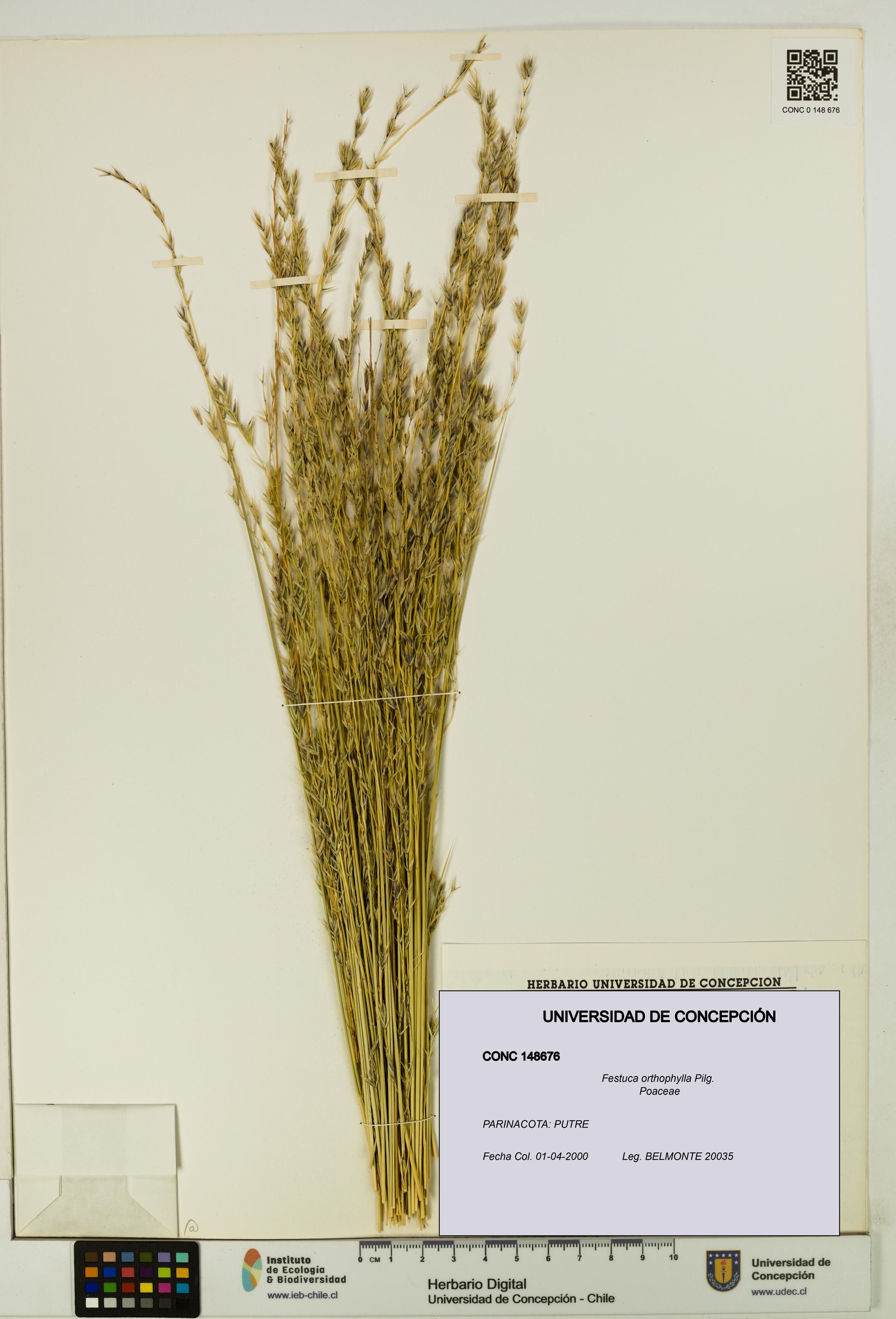 Festuca orthophylla [Espécimen: UDEC:CONC:0148676]