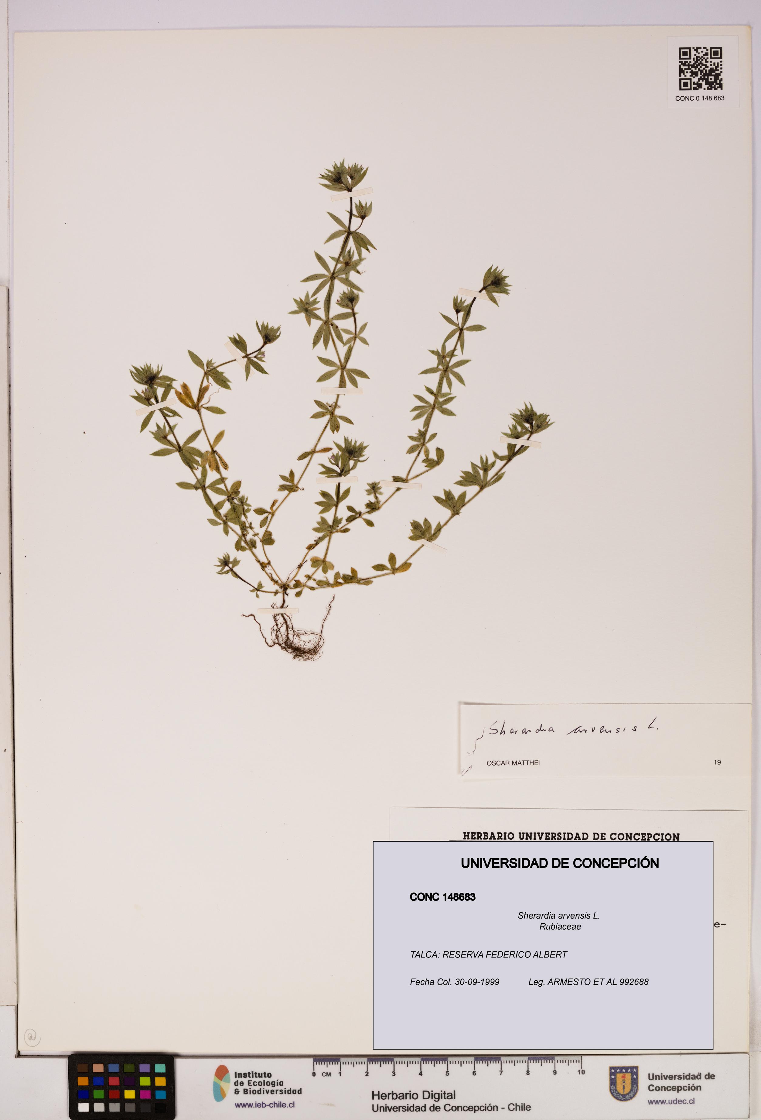 Sherardia arvensis [Espécimen: UDEC:CONC:0148683]