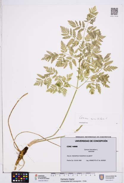 Conium maculatum [Espécimen: ]