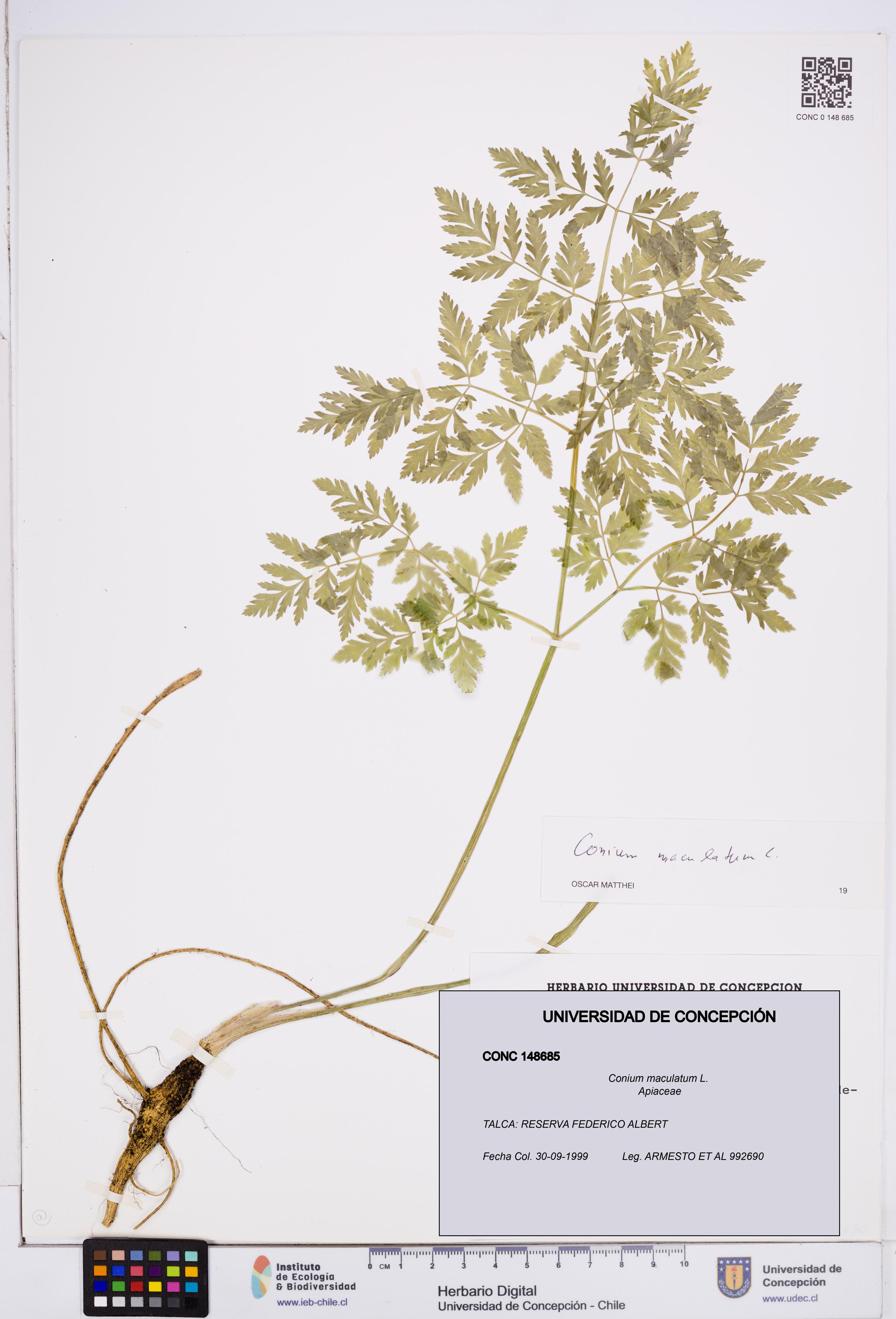 Conium maculatum [Espécimen: ]