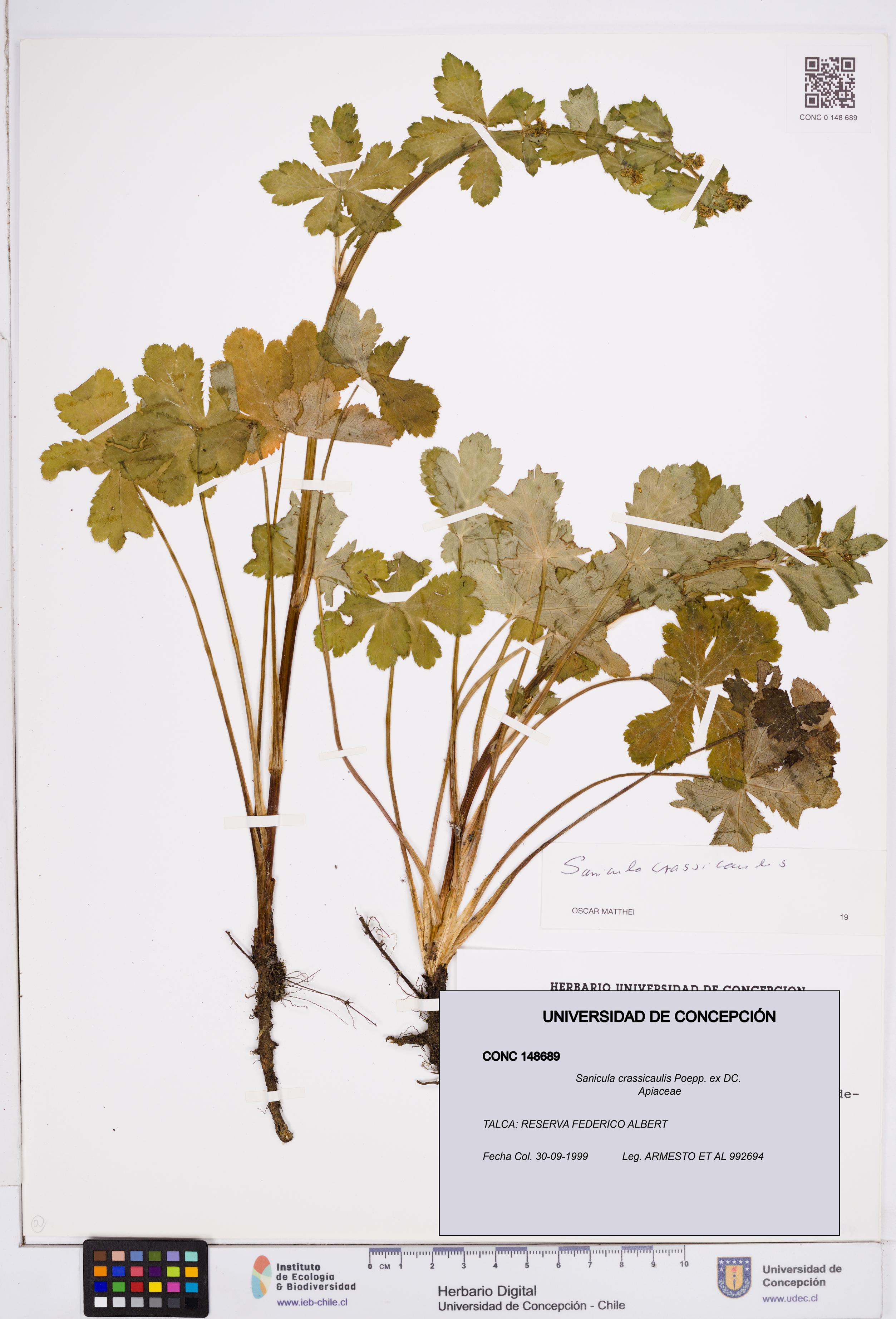 Sanicula crassicaulis [Espécimen: ]