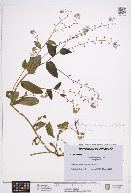 Myosotis arvensis [Espécimen: ]