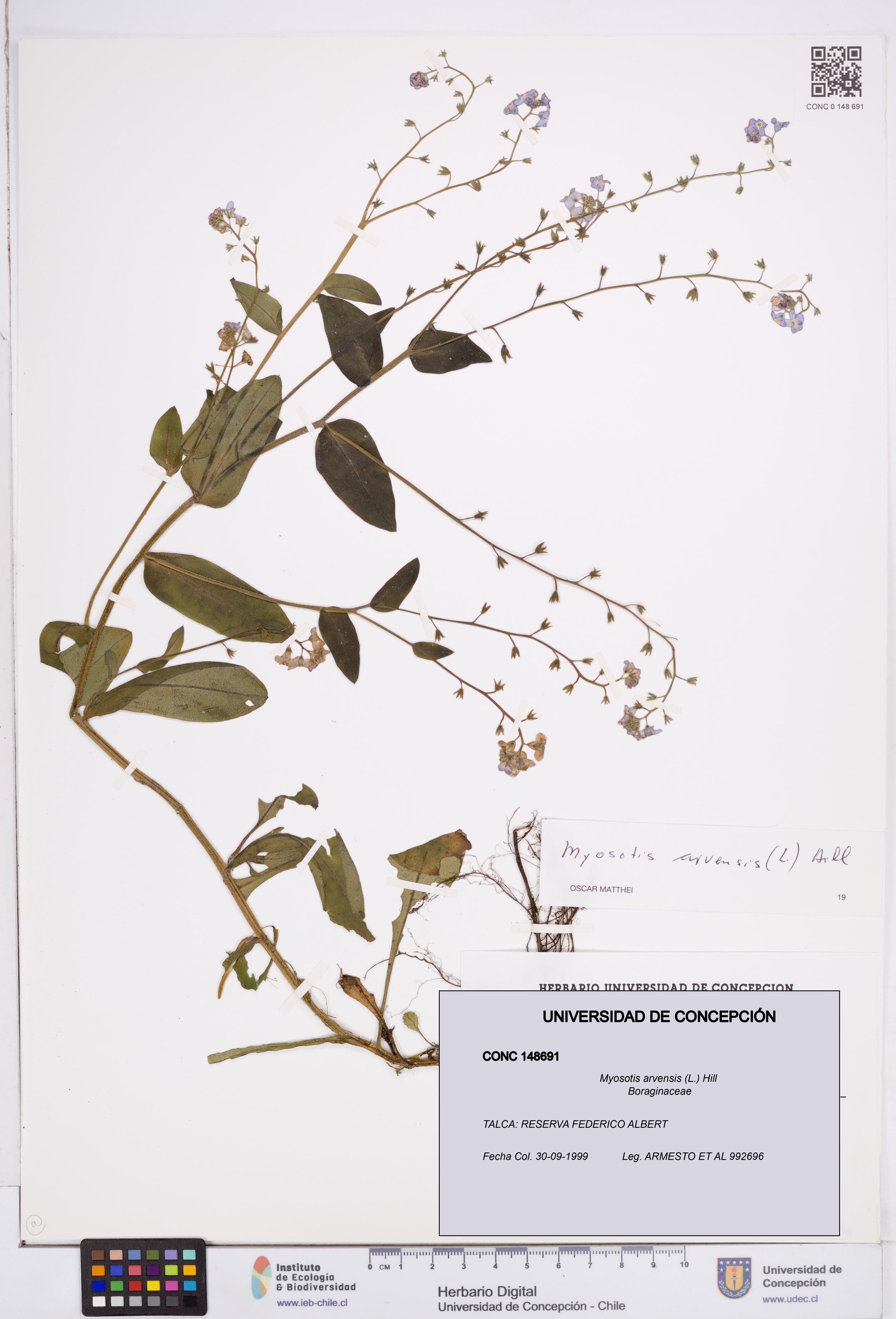 Myosotis arvensis [Espécimen: ]