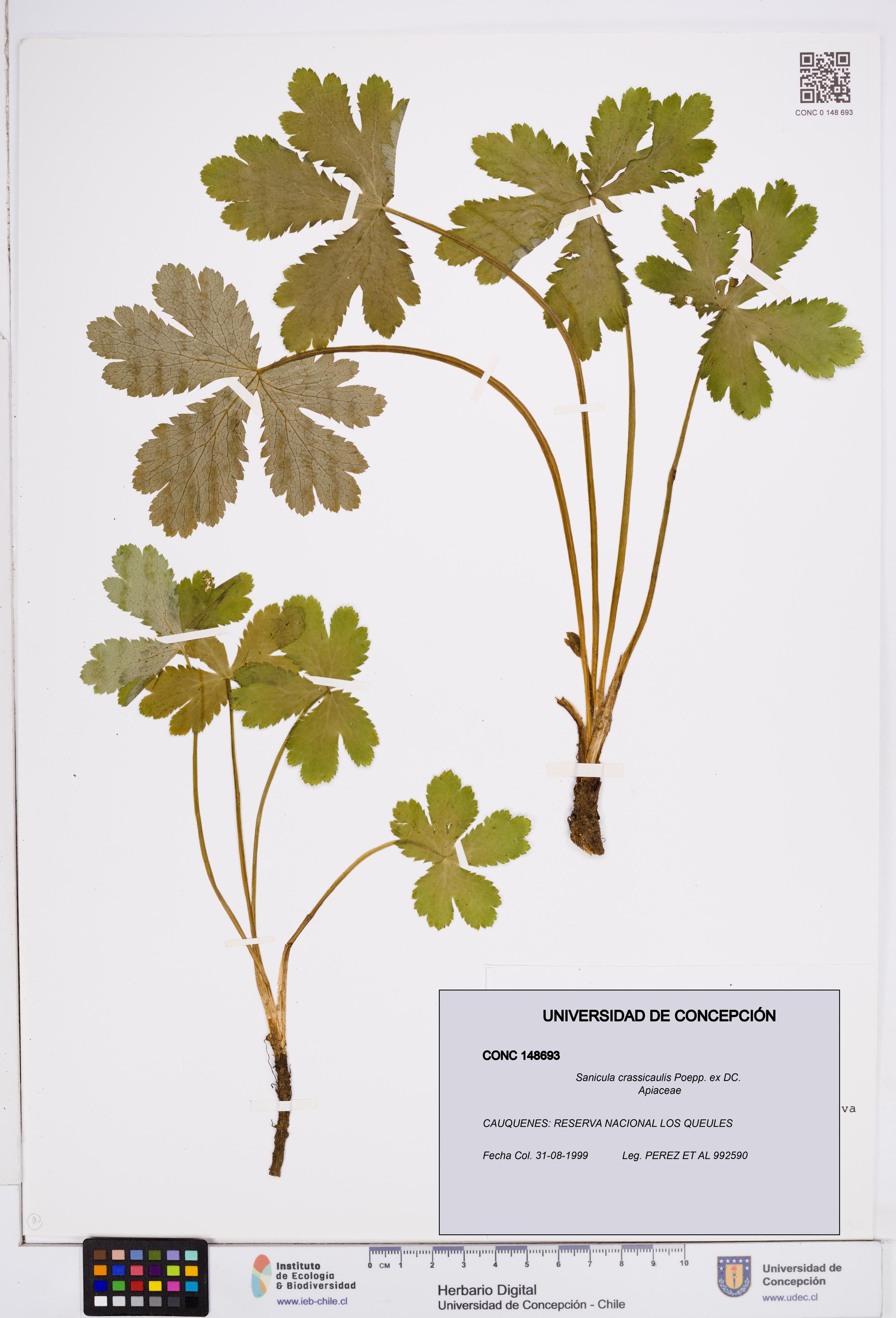 Sanicula crassicaulis [Espécimen: ]