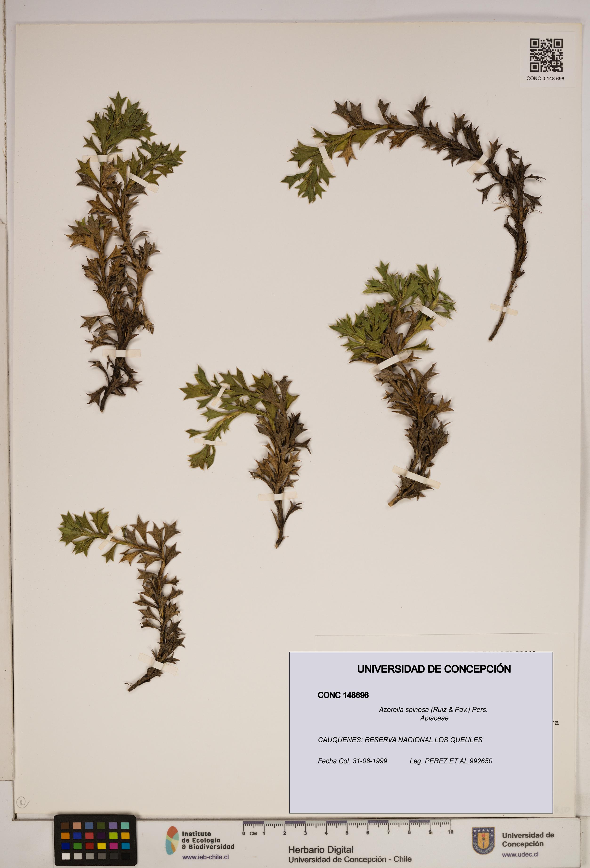 Azorella spinosa [Espécimen: ]