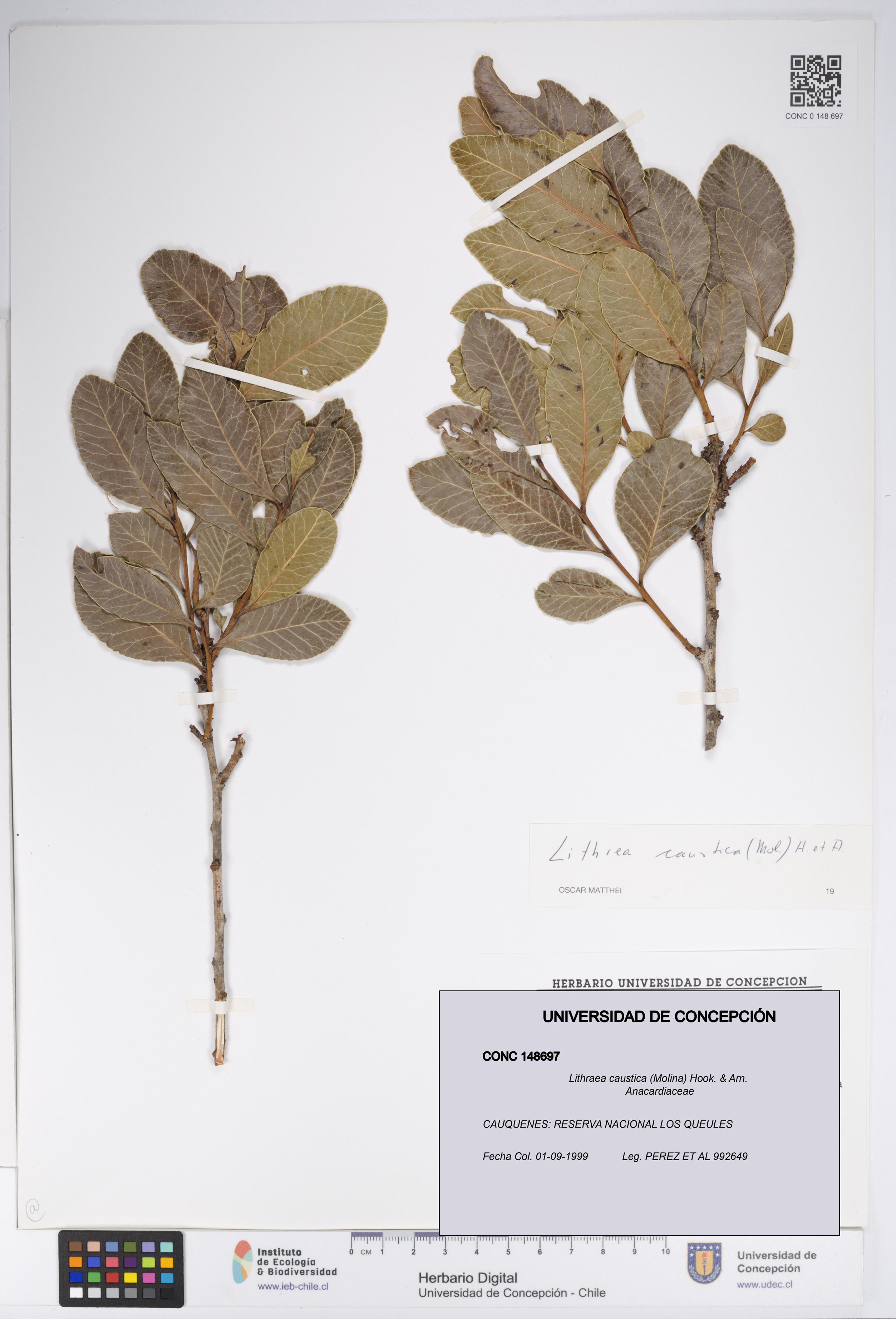 Lithraea caustica [Espécimen: UDEC:CONC:0148697]