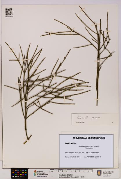 Retanilla ephedra [Espécimen: UDEC:CONC:0148700]