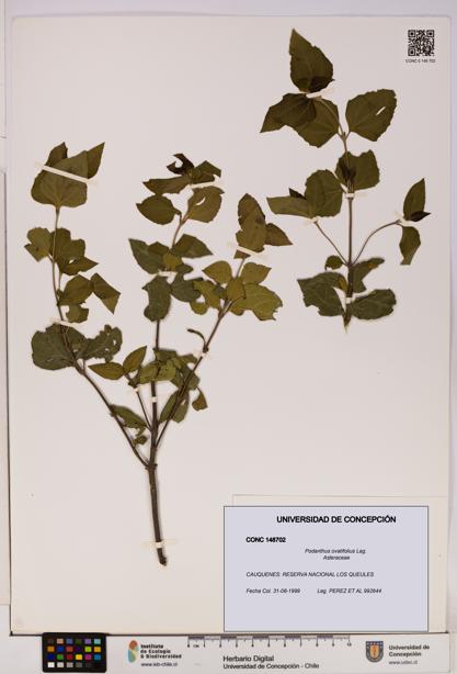 Podanthus ovatifolius [Espécimen: ]