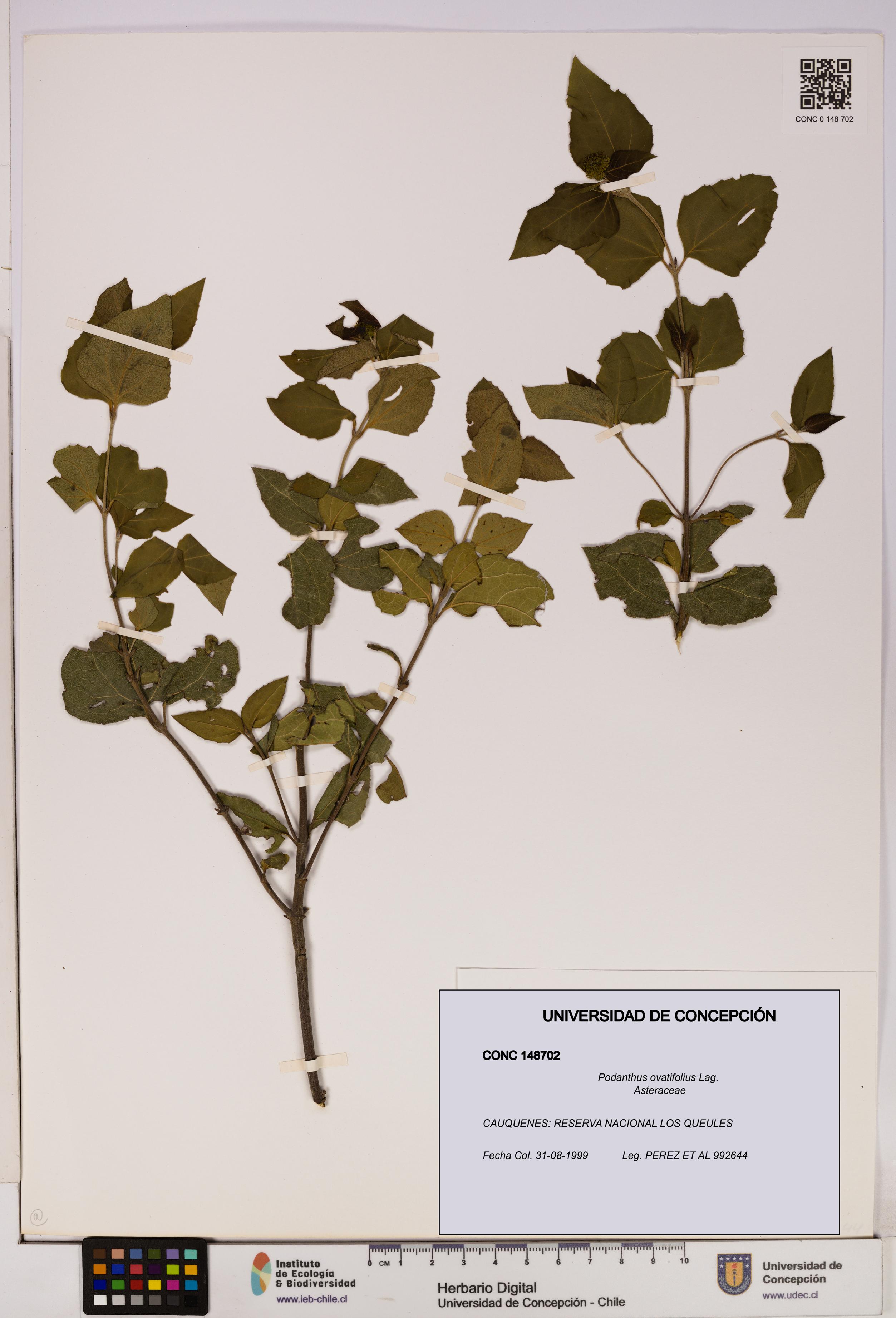 Podanthus ovatifolius [Espécimen: ]