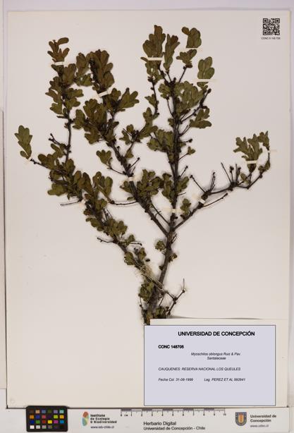 Myoschilos oblongus [Espécimen: UDEC:CONC:0148705]