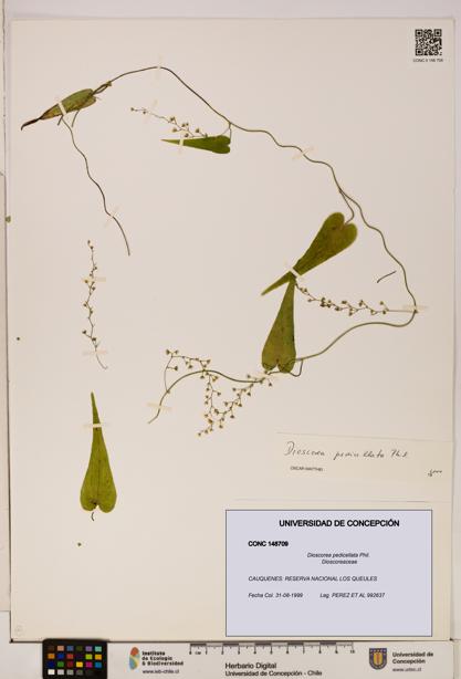 Dioscorea pedicellata [Espécimen: ]