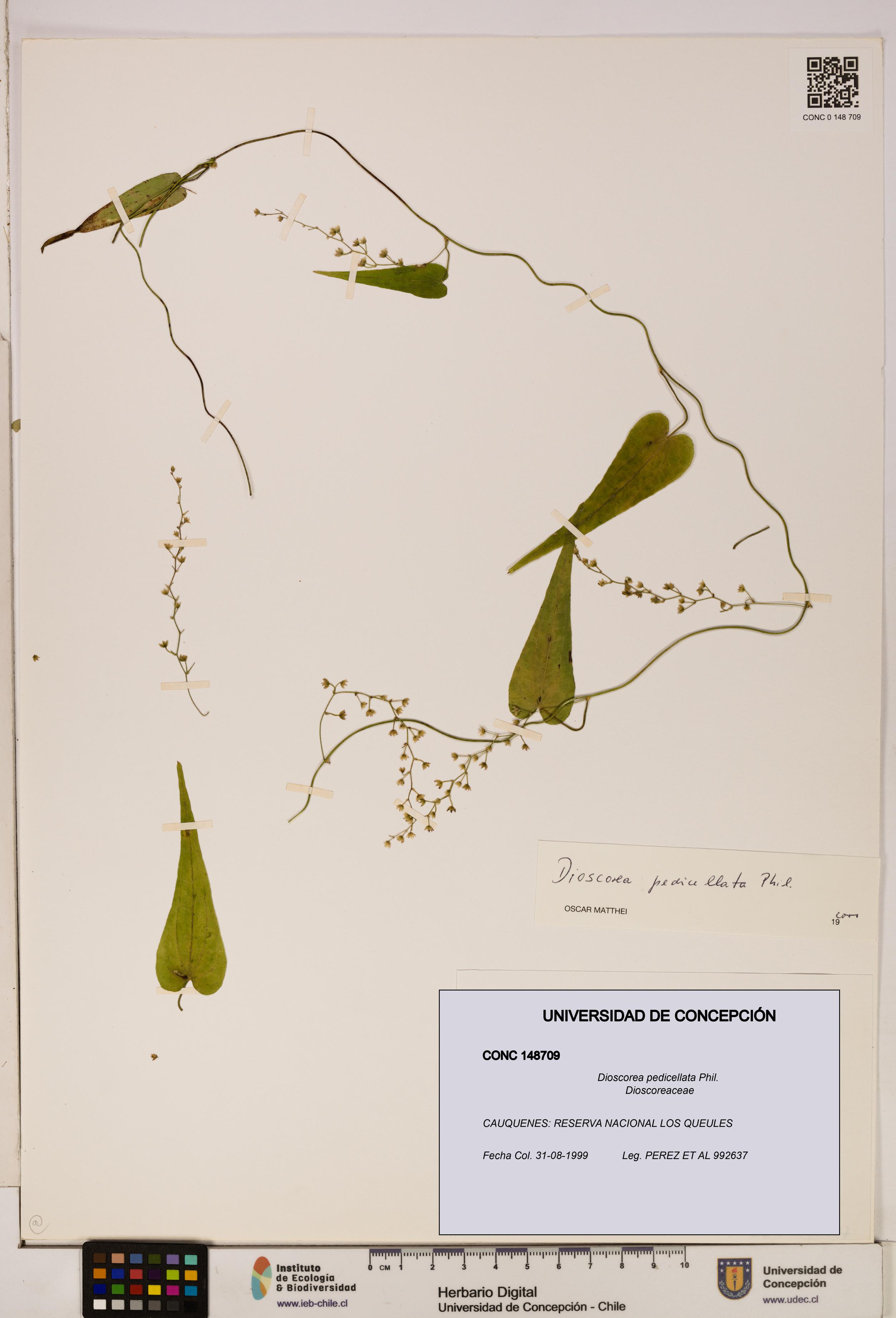 Dioscorea pedicellata [Espécimen: ]
