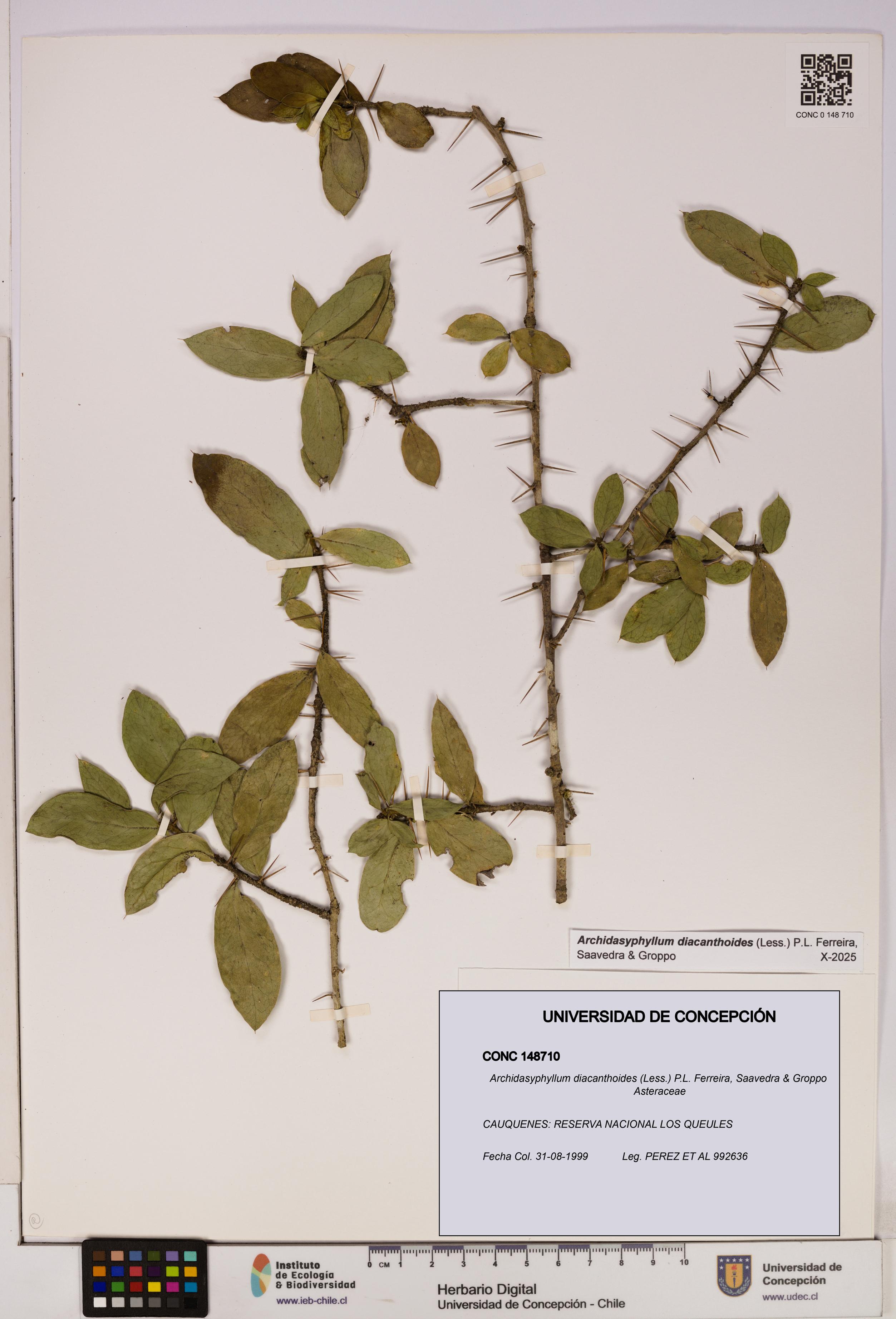 Archidasyphyllum diacanthoides [Espécimen: UDEC:CONC:0148710]