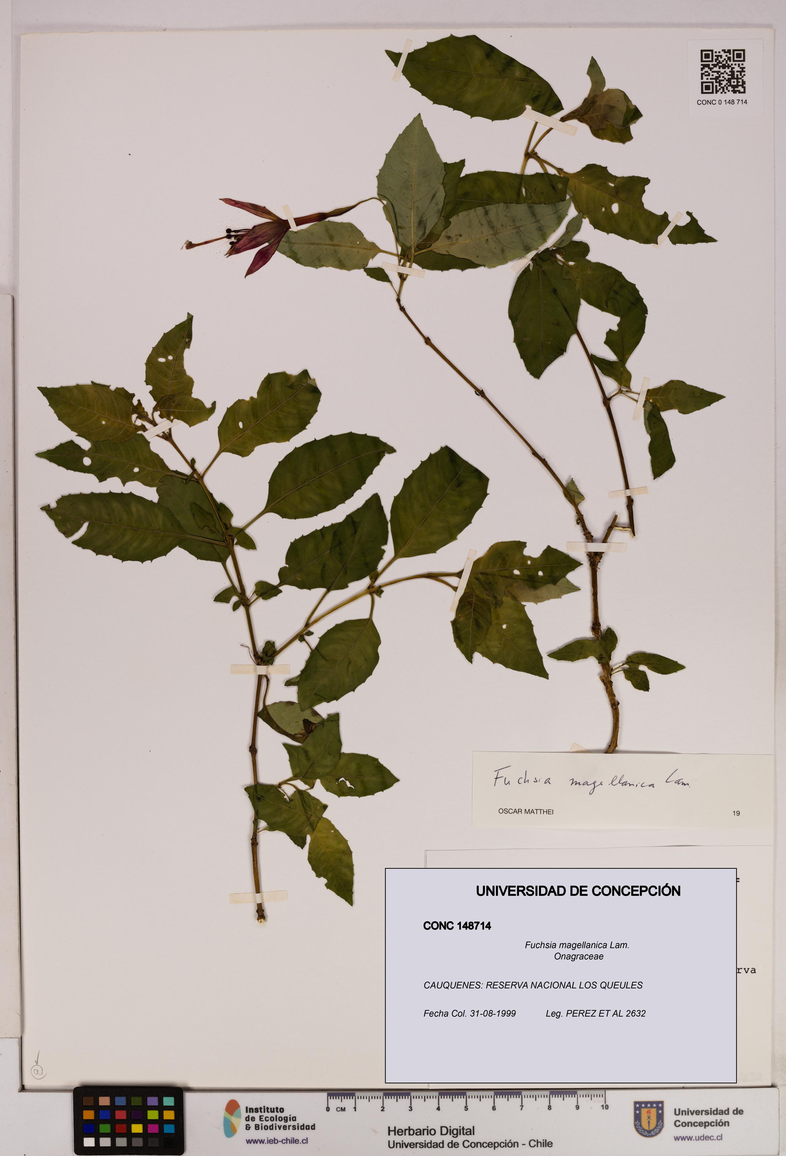 Fuchsia magellanica [Espécimen: UDEC:CONC:0148714]