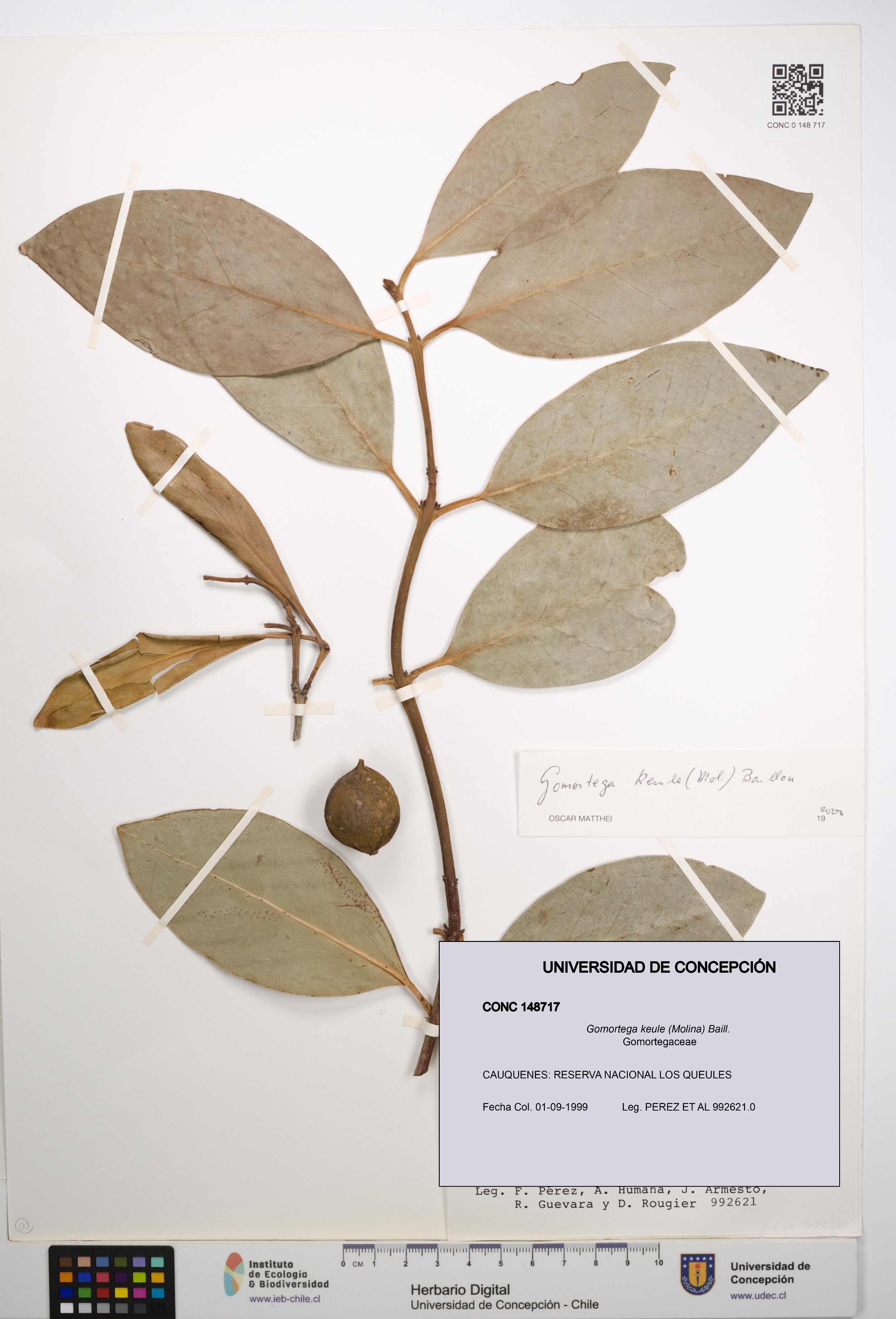 Gomortega keule [Espécimen: UDEC:CONC:0148717]