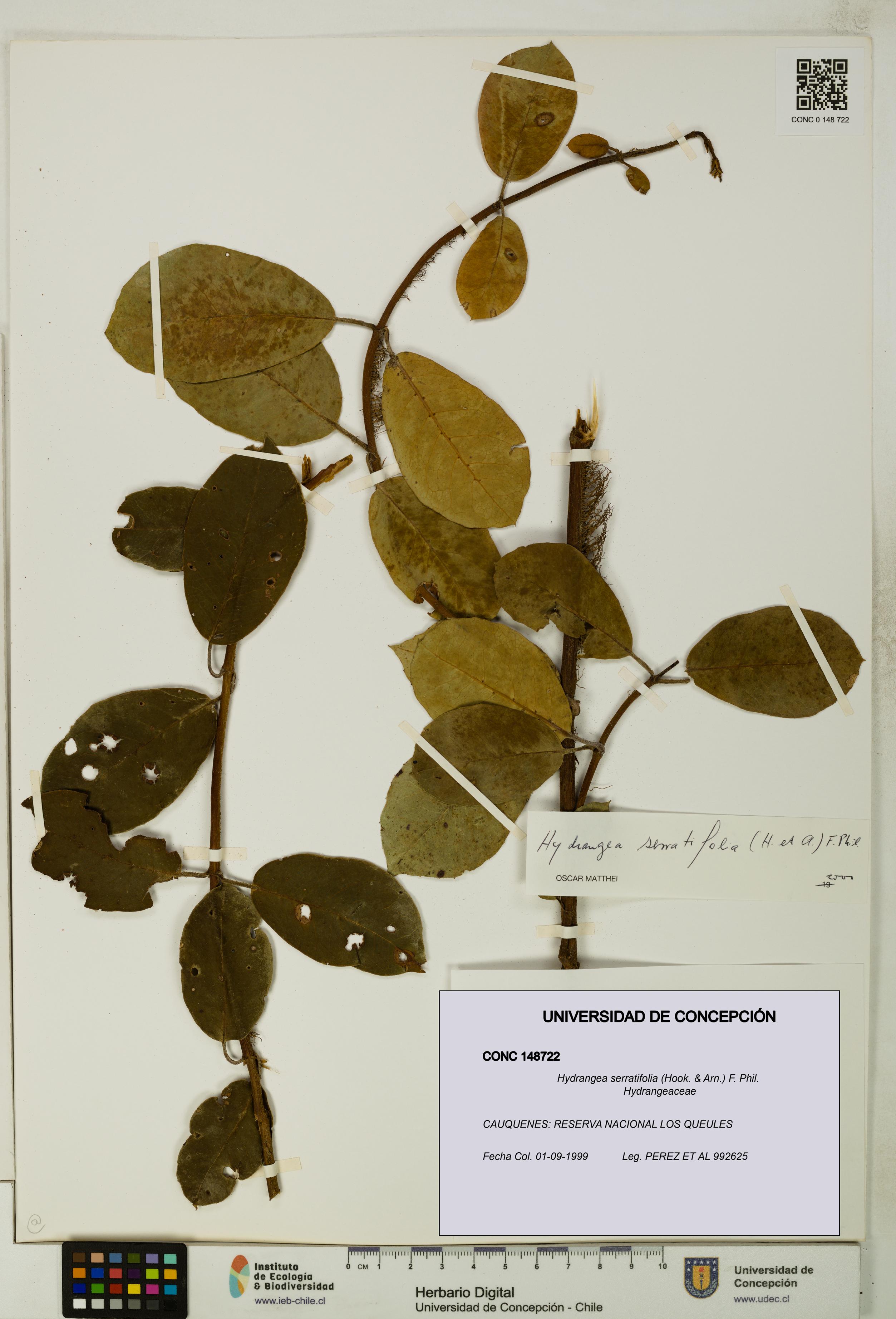 Hydrangea serratifolia [Espécimen: UDEC:CONC:0148722]