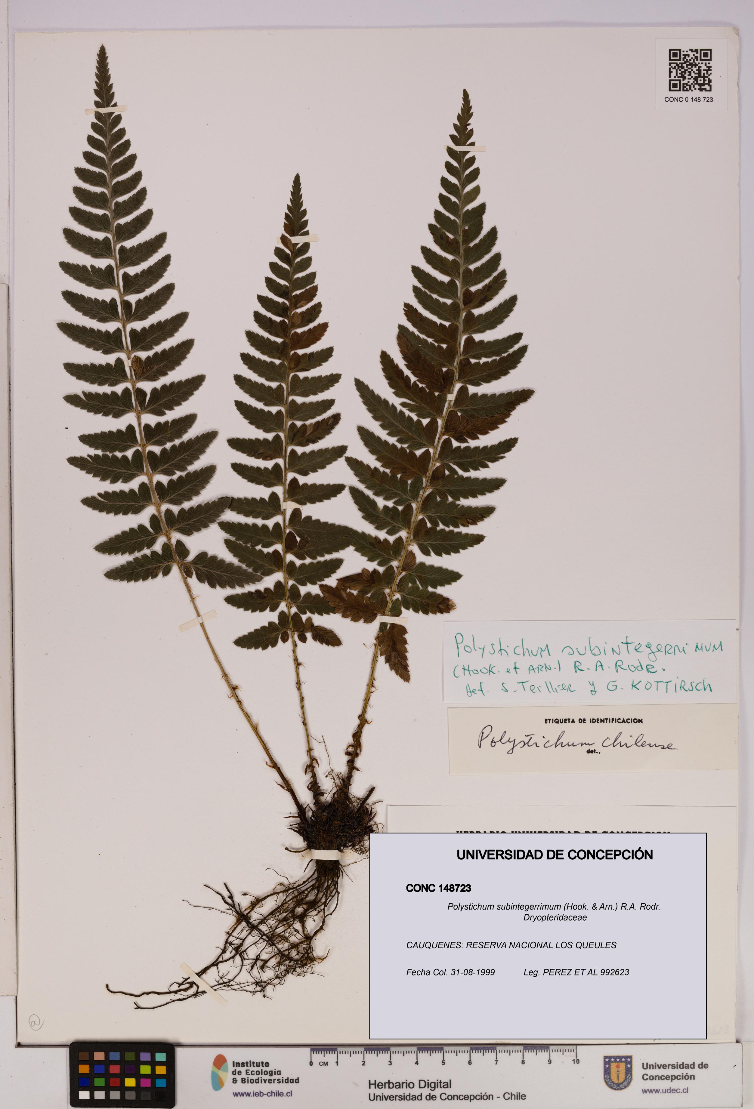 Polystichum subintegerrimum [Espécimen: UDEC:CONC:0148723]