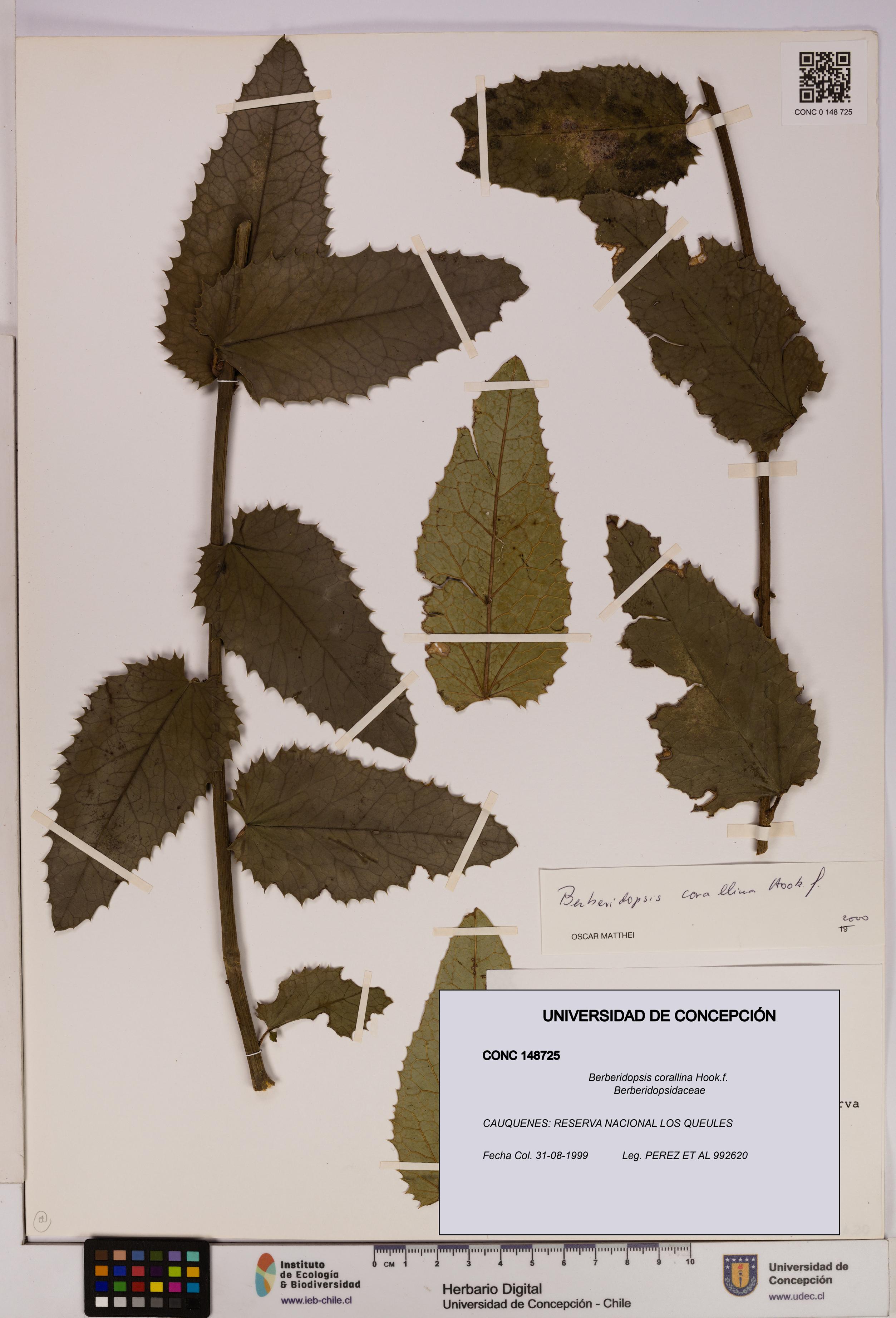 Berberidopsis corallina [Espécimen: UDEC:CONC:0148725]