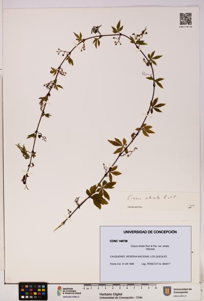 Cissus striata var. striata [Espécimen: UDEC:CONC:0148728]