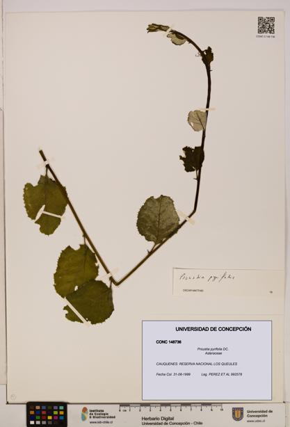 Proustia pyrifolia [Espécimen: UDEC:CONC:0148736]